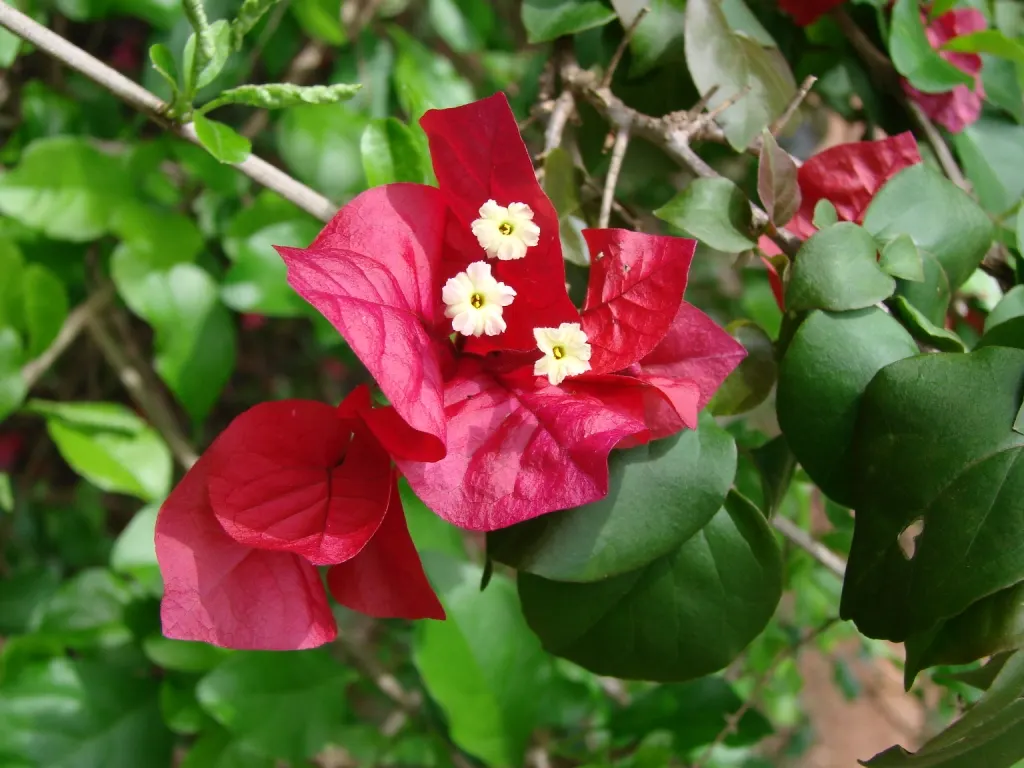 Bougainvillea (Bougainvillea X Buttiana) — Hardy in USDA zones 9 to 11, it can climb 15-40 feet and spread 5-8 feet wide, requiring well-drained soil