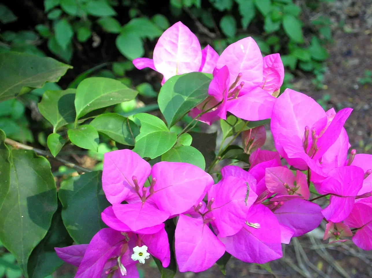 Bougainvillea (Bougainvillea X Buttiana) — making it an excellent choice for any warm-climate landscape design; these colorful accents range in, image 66