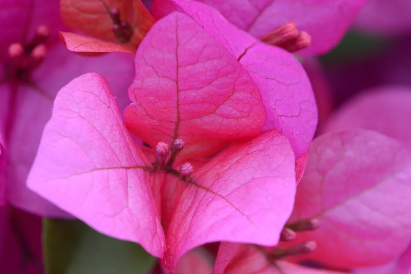 Bougainvillea (Bougainvillea X Buttiana) — When planting, maintain a spacing of 3 to 5 feet to allow for adequate air circulation and growth, image 91