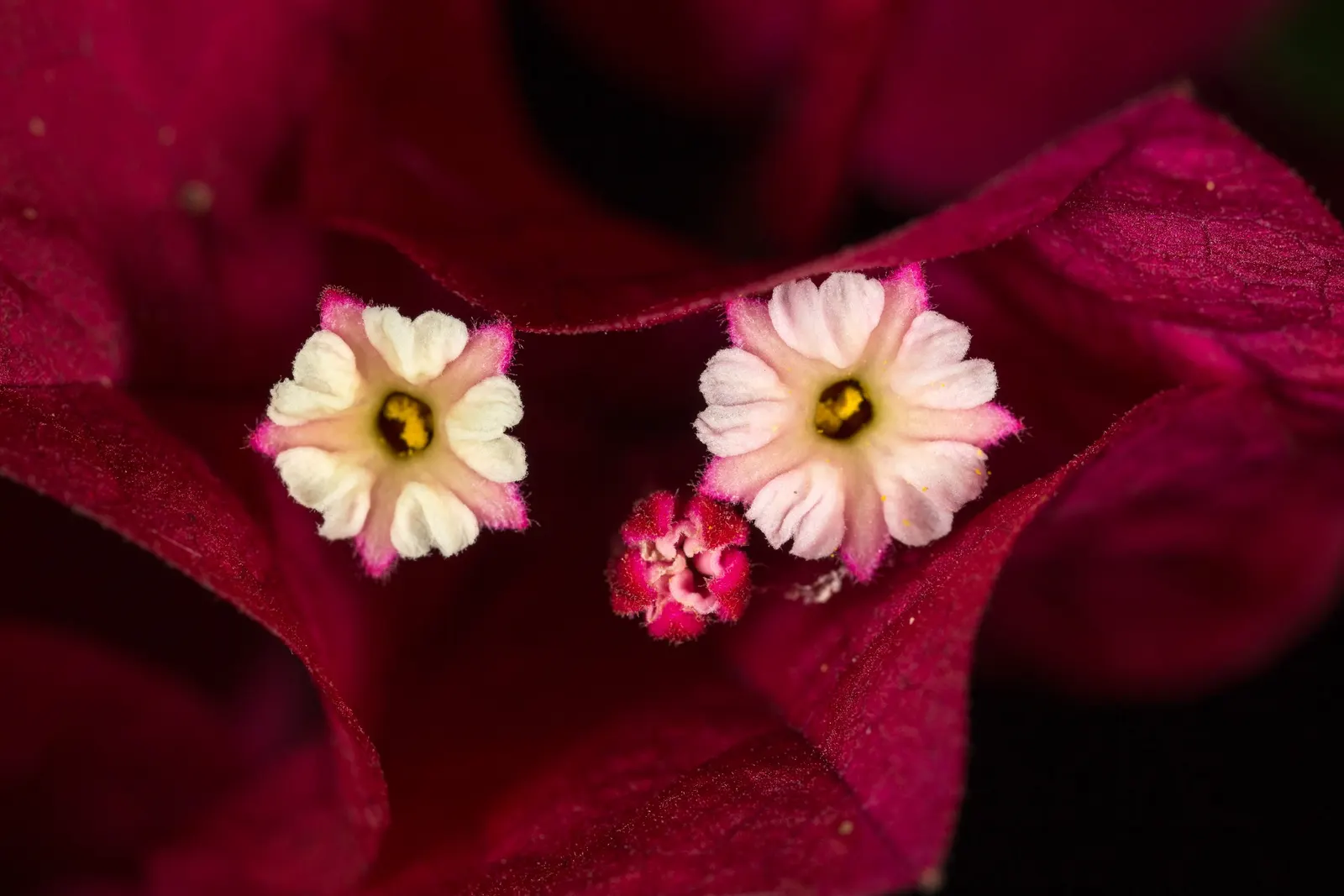 Bougainvillea (Bougainvillea X Buttiana) — Pruning is essential to maintain desired shape and size, encourage new blooms, and prevent overgrowth; though