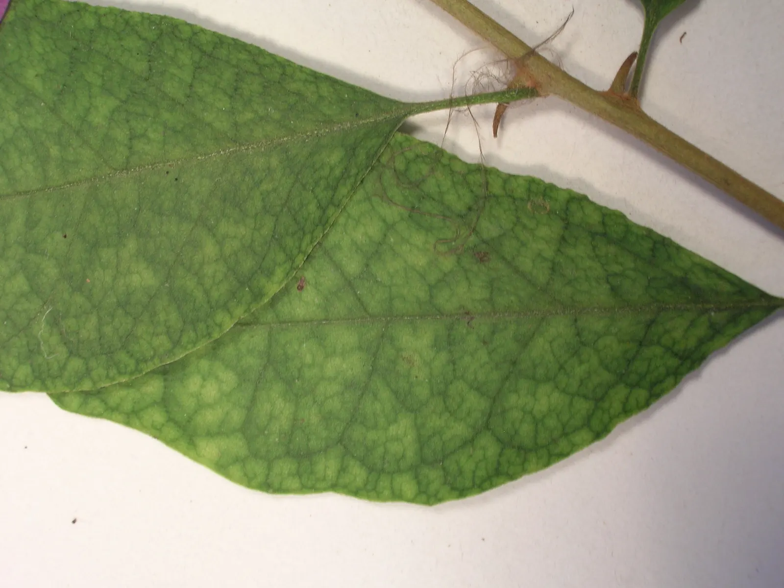 Bougainvillea (Bougainvillea X Buttiana) — Characterized by its vigorous, image 67