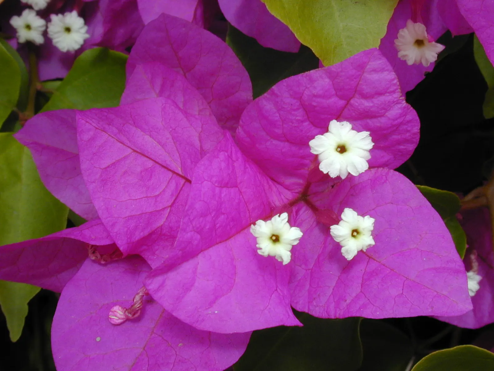Bougainvillea (Bougainvillea X Buttiana) — pink flowers in the garden
