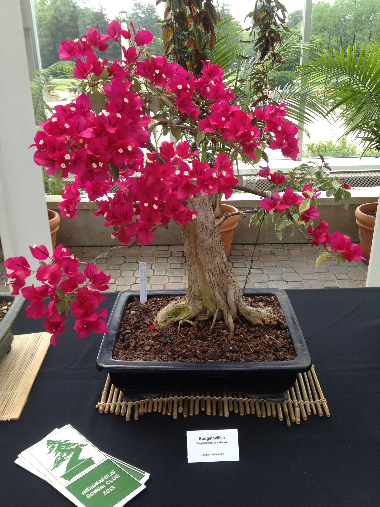 Bougainvillea (Bougainvillea X Buttiana) — the Bougainvillea can reach heights of up to 15 to 40 feet