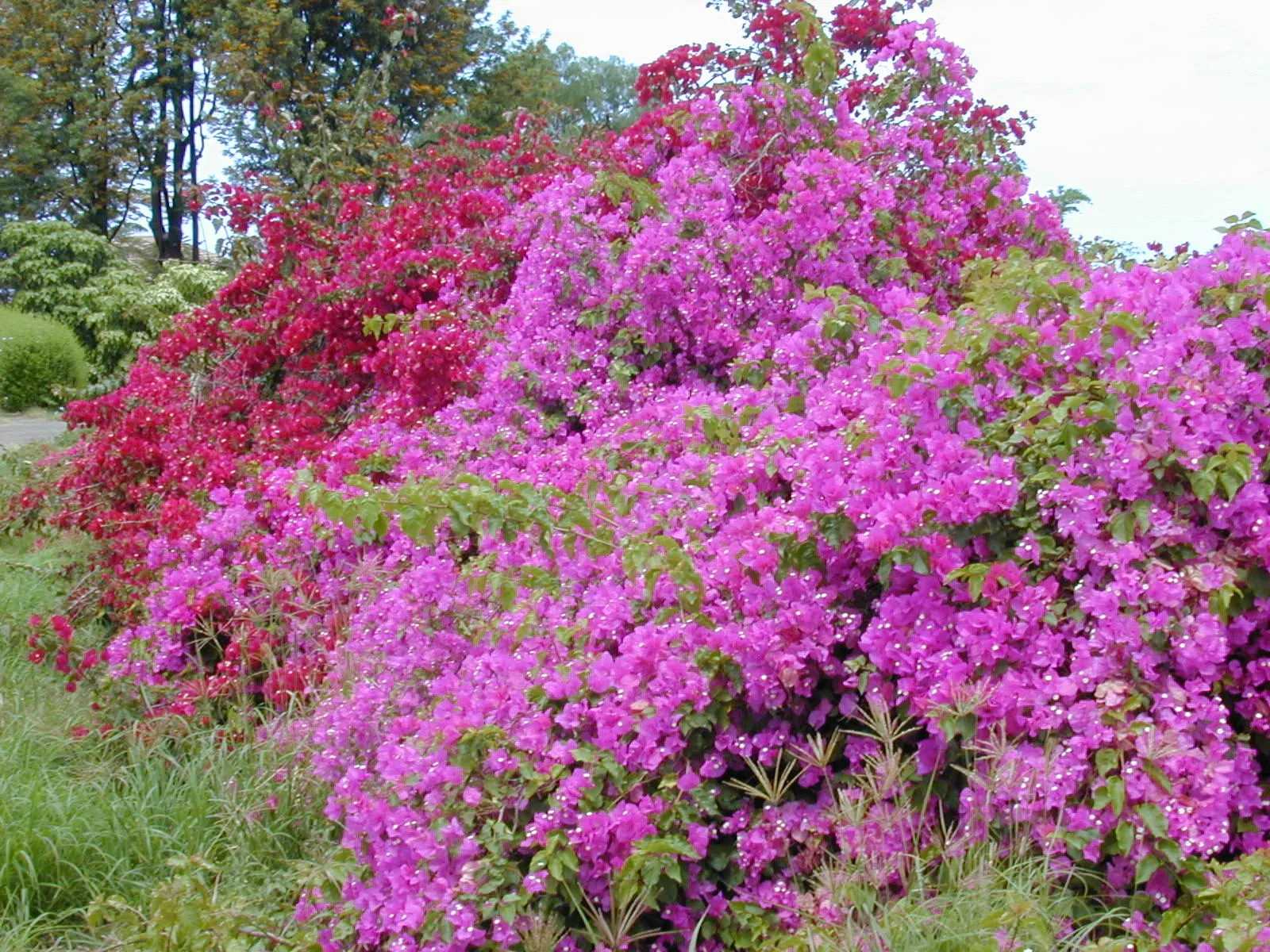 Bougainvillea (Bougainvillea X Buttiana) — commonly referred to as Bougainvillea; stands as a vibrant evergreen vine acclaimed for its profusion of, image 45