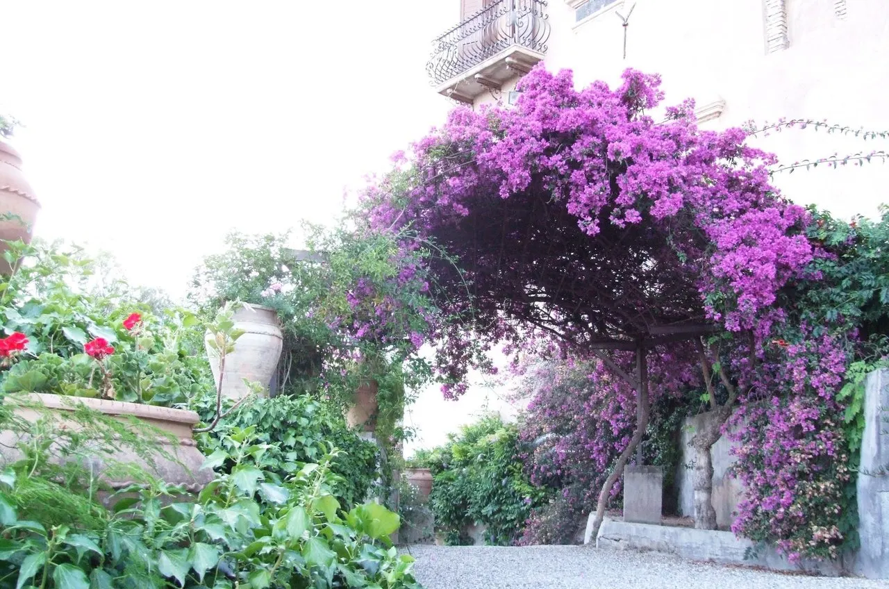 Bougainvillea (Bougainvillea X Buttiana) — Characterized by its vigorous, image 29
