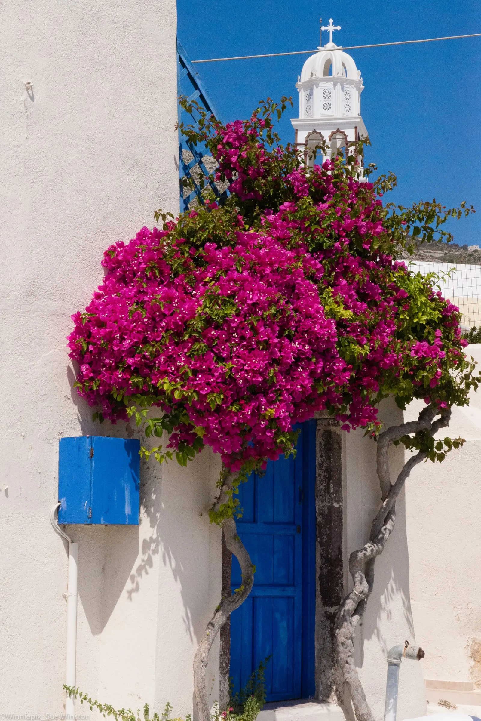 Bougainvillea (Bougainvillea X Buttiana) — making it an excellent choice for any warm-climate landscape design; these colorful accents range in, image 104