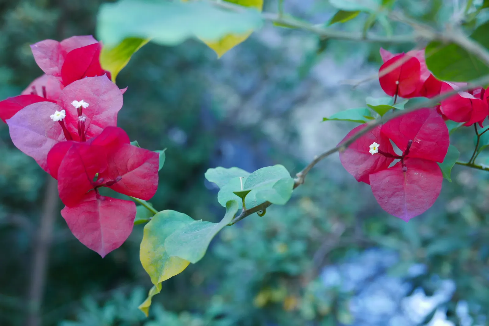 Bougainvillea (Bougainvillea X Buttiana) — It requires full sun exposure, at least 6 hours a day, to achieve optimal flowering; with a spread of, image 108
