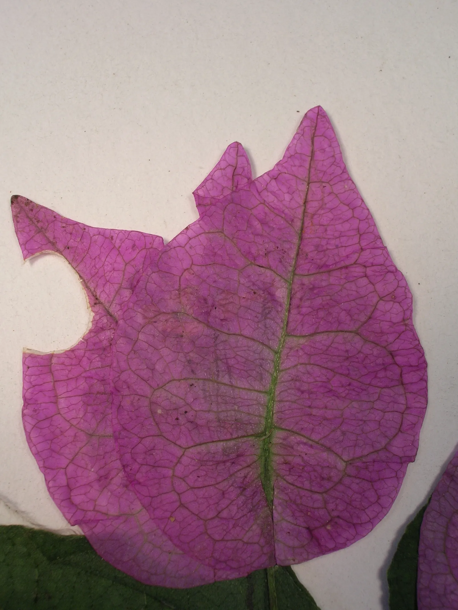 Bougainvillea (Bougainvillea X Buttiana) — These colorful accents range in hues from purple to red; vine with pink blooms, image 41