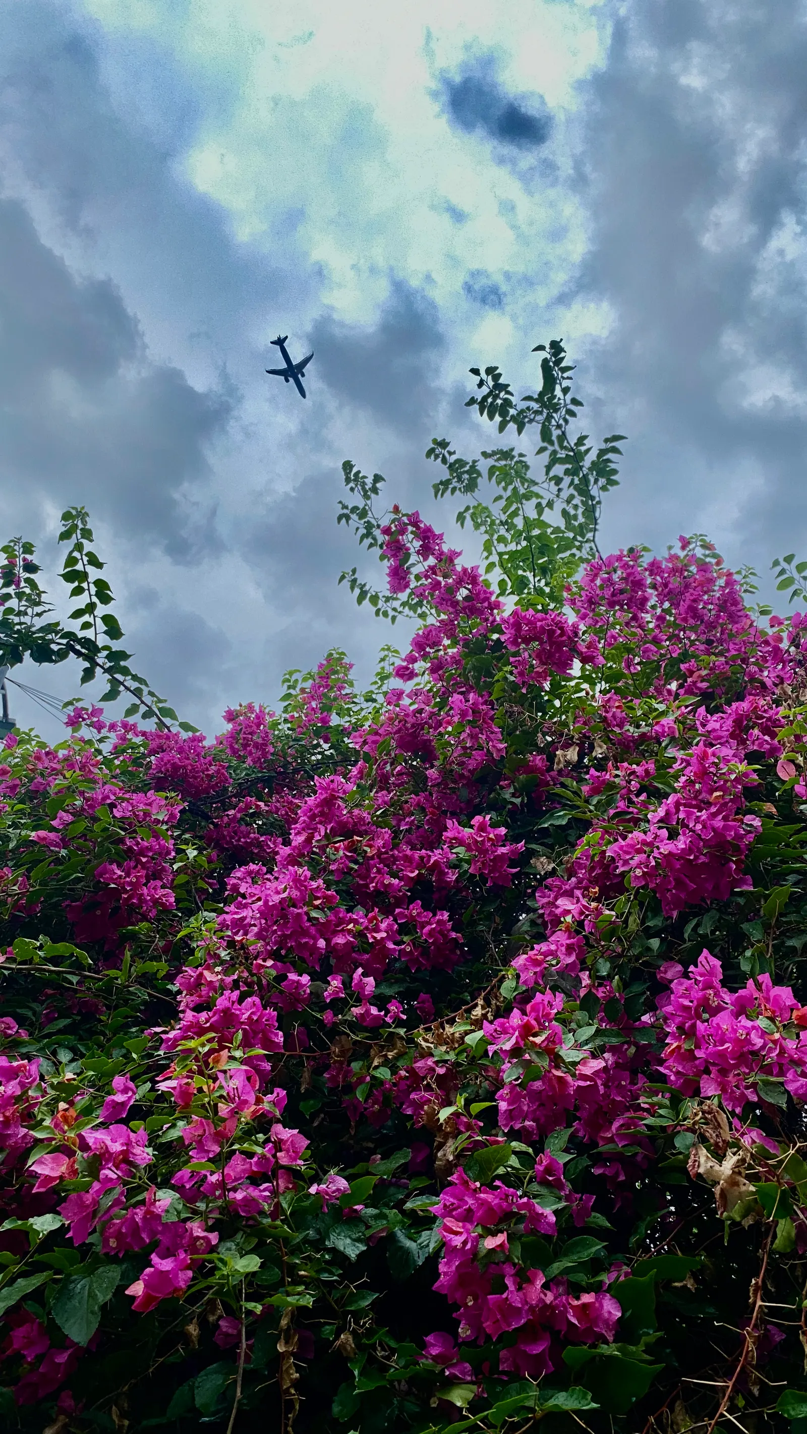 Bougainvillea (Bougainvillea X Buttiana) — enveloping the landscape in a mosaic of rich tones