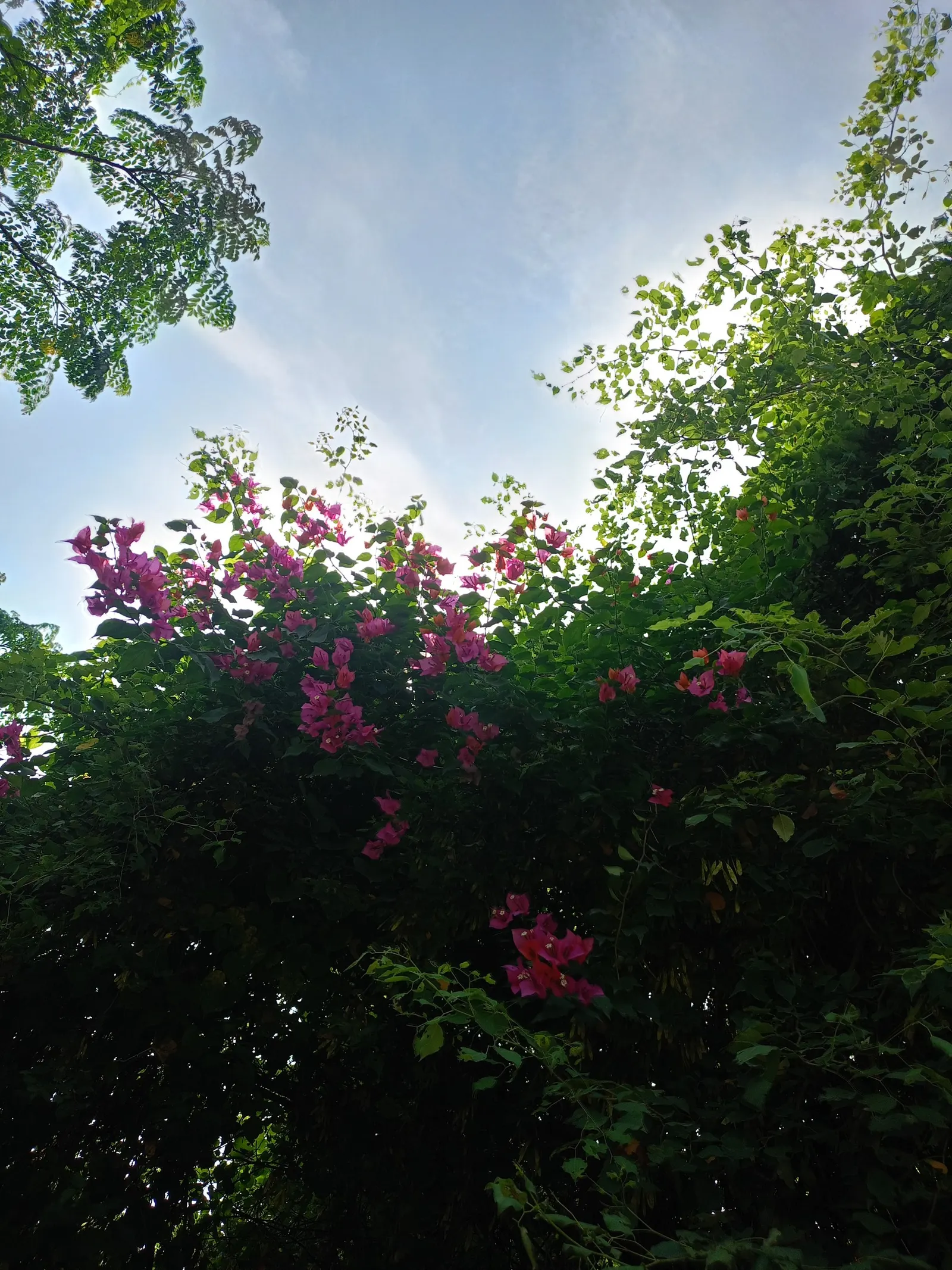 Bougainvillea (Bougainvillea X Buttiana) — vine for full; pruning is essential to maintain desired shape and size, encourage new blooms, and, image 57