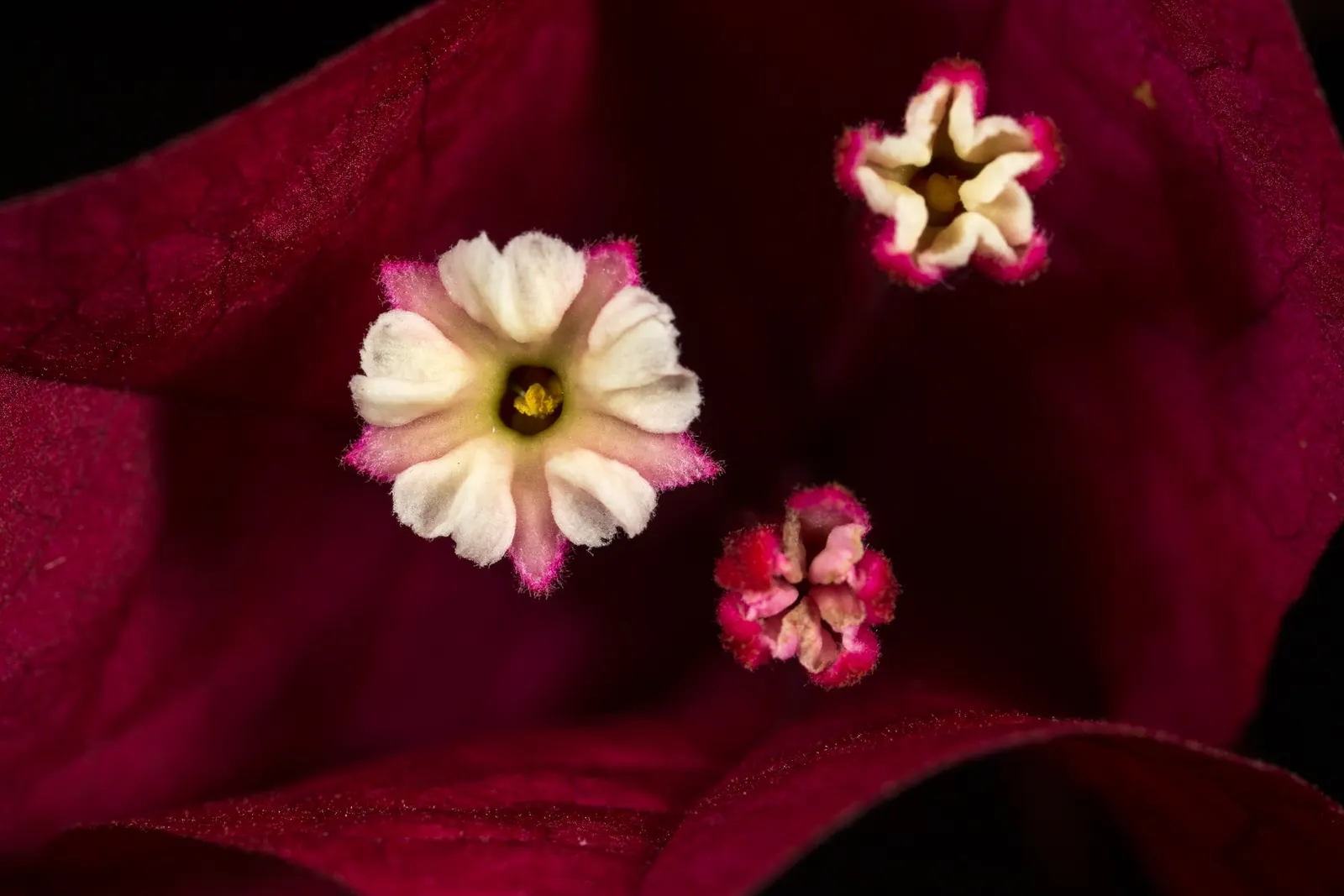 Bougainvillea (Bougainvillea X Buttiana) — It requires full sun exposure, at least 6 hours a day, to achieve optimal flowering; with a spread of, image 51