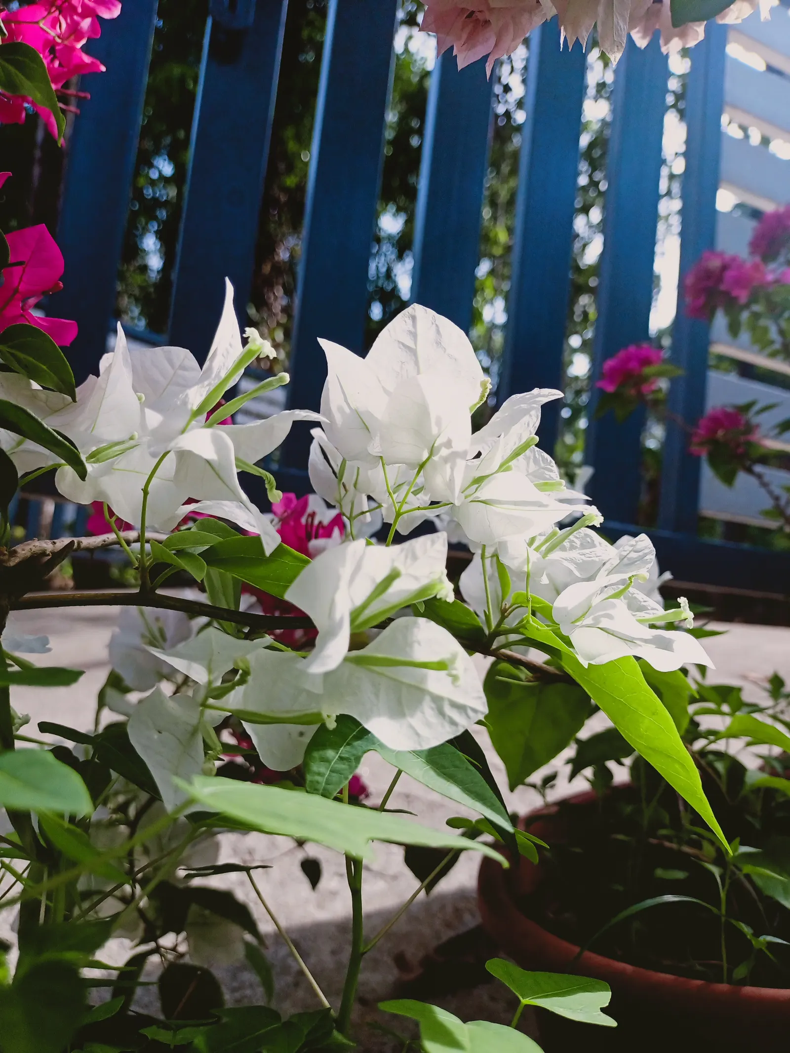 Bougainvillea (Bougainvillea X Buttiana) — These colorful accents range in hues from purple to red