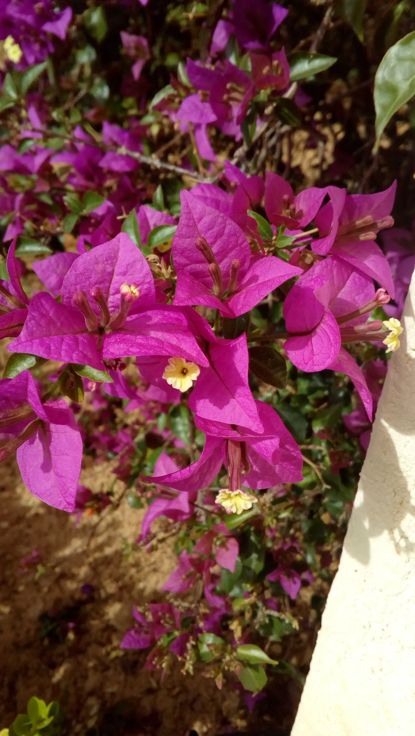 Bougainvillea (Bougainvillea X Buttiana) — vine with pink blooms; making it an excellent choice for any warm-climate landscape design, image 56