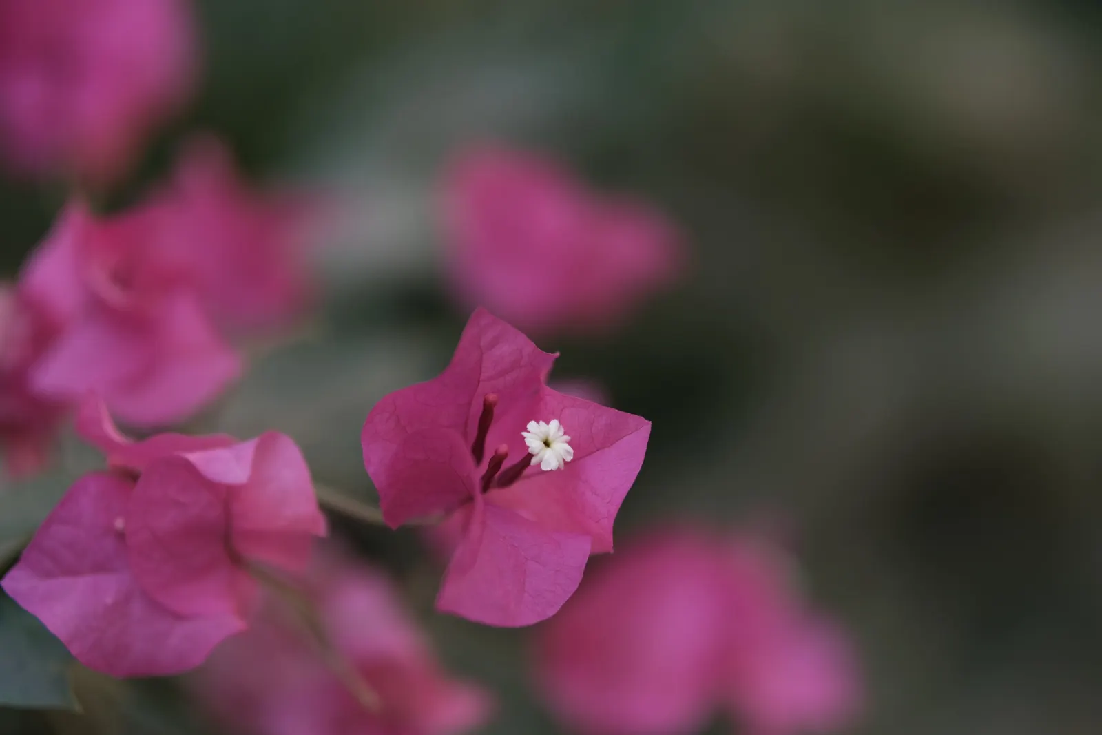Bougainvillea (Bougainvillea X Buttiana) — making it an excellent choice for any warm-climate landscape design; these colorful accents range in, image 85