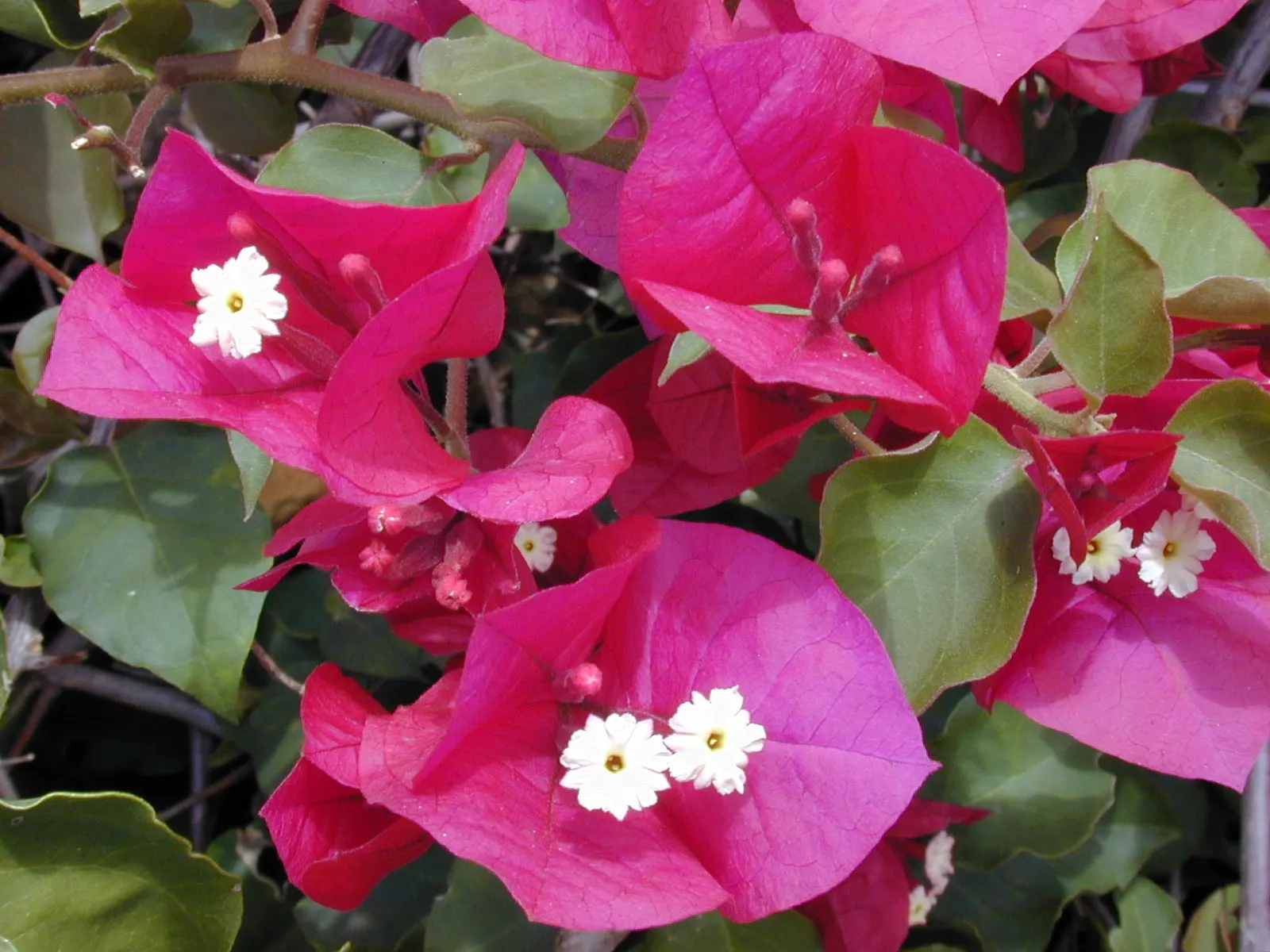 Bougainvillea (Bougainvillea X Buttiana) — showy bracts often mistaken for flowers; the Bougainvillea can reach heights of up to 15 to 40 feet, image 97