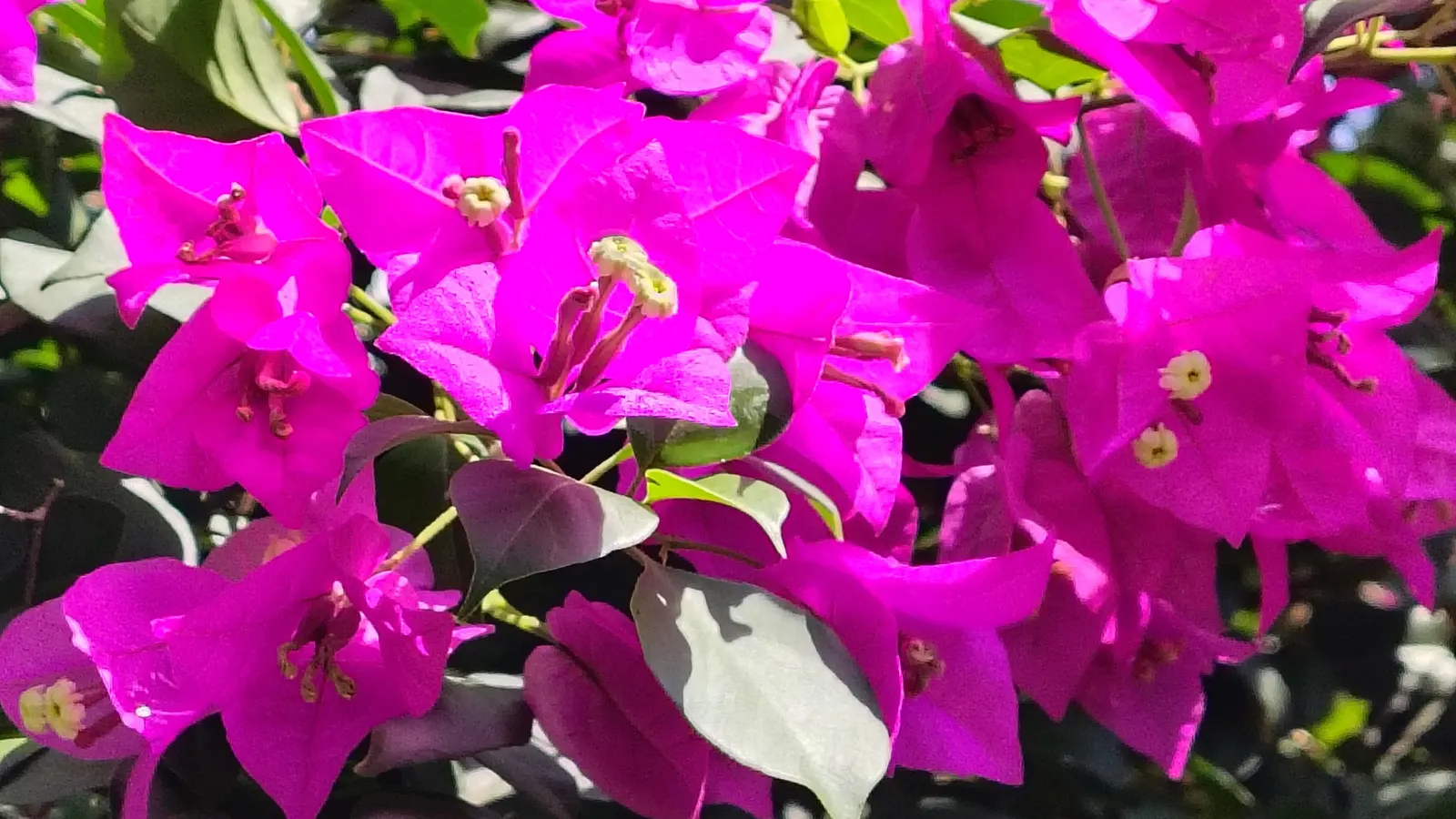 Bougainvillea (Bougainvillea X Buttiana) — enveloping the landscape in a mosaic of rich tones; ideal for trellises, it needs minimal water once, image 99