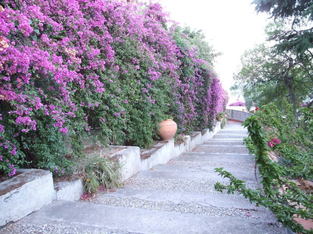 Bougainvillea (Bougainvillea X Buttiana) — It requires full sun exposure, at least 6 hours a day, to achieve optimal flowering