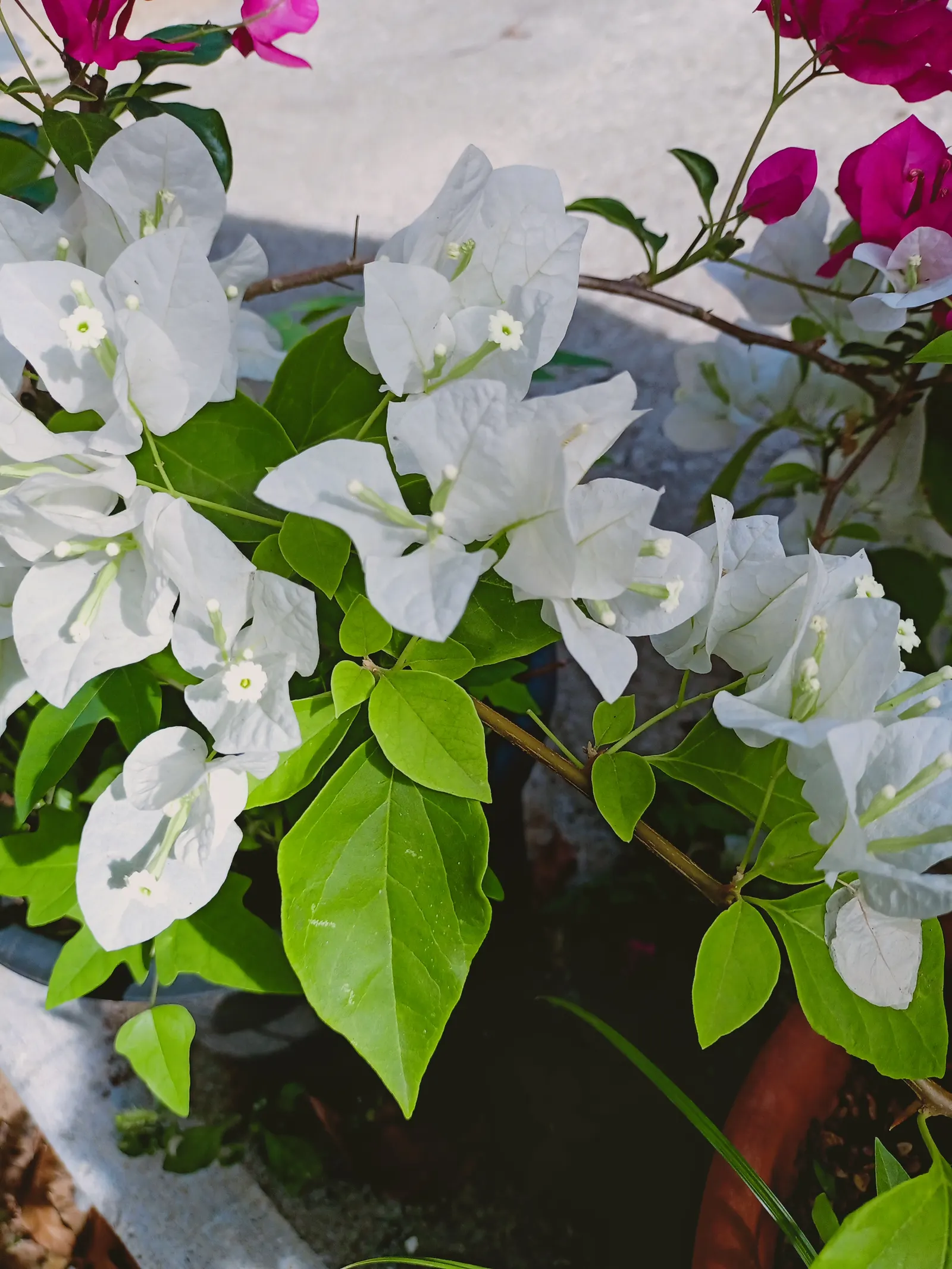 Bougainvillea (Bougainvillea X Buttiana) — sun-loving vine known for its prolific; enveloping the landscape in a mosaic of rich tones, image 58