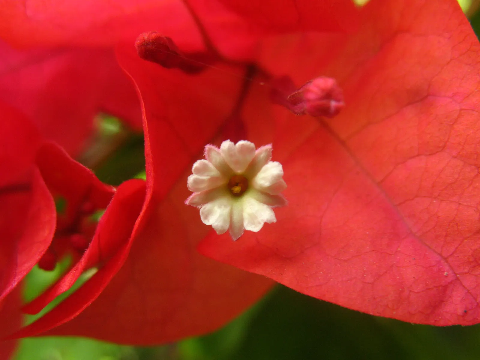 Bougainvillea (Bougainvillea X Buttiana) — stands as a vibrant evergreen vine acclaimed for its profusion of colorful bracts and hardy growth, image 46