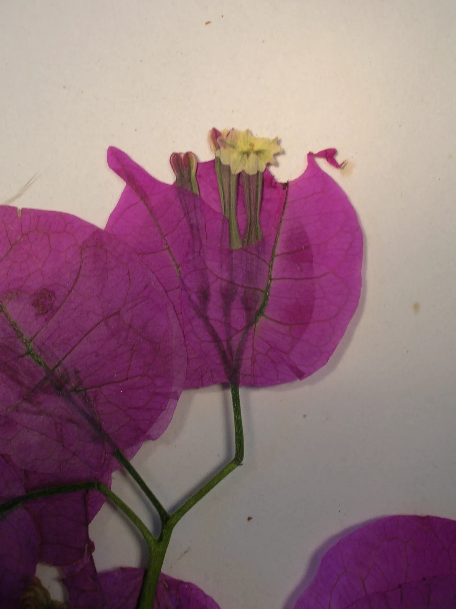 Bougainvillea (Bougainvillea X Buttiana) — with a spread of about 5 to 8 feet; hardy in USDA zones 9 to 11, it can climb 15-40 feet and spread 5-8, image 50