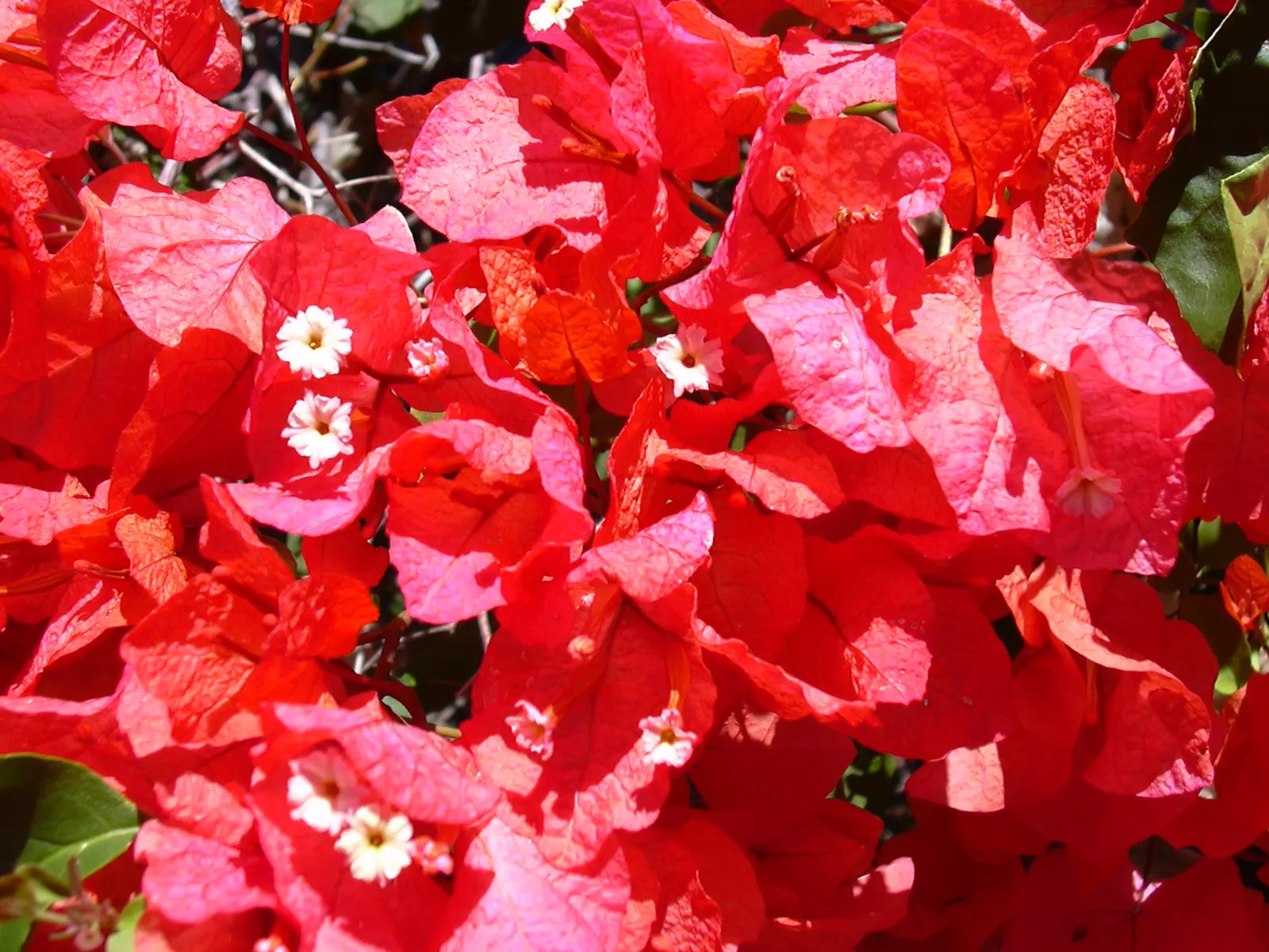 Bougainvillea (Bougainvillea X Buttiana) — enveloping the landscape in a mosaic of rich tones; ideal for trellises, it needs minimal water once, image 61