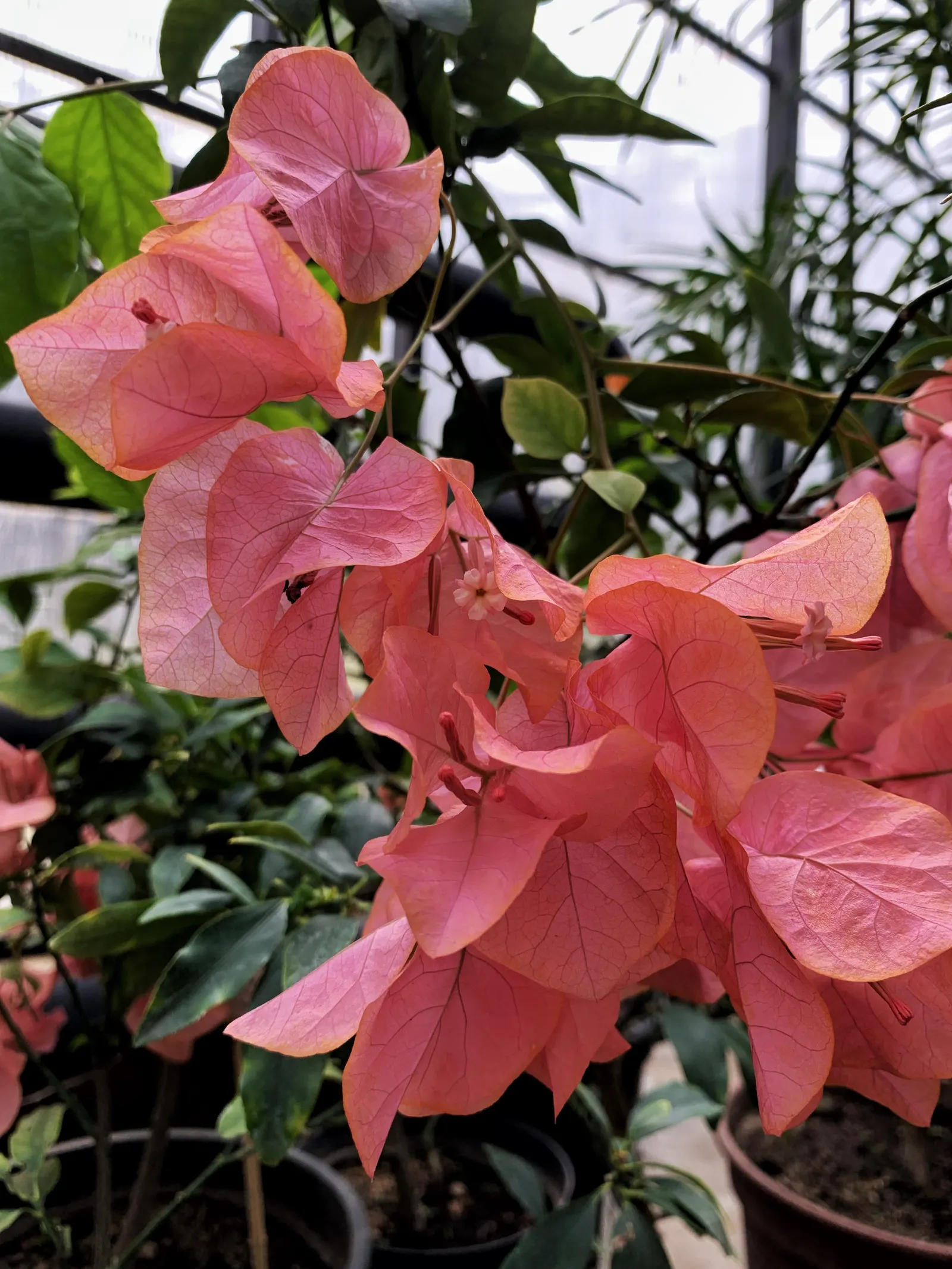 Bougainvillea (Bougainvillea X Buttiana) — with a spread of about 5 to 8 feet; hardy in USDA zones 9 to 11, it can climb 15-40 feet and spread 5-8, image 107