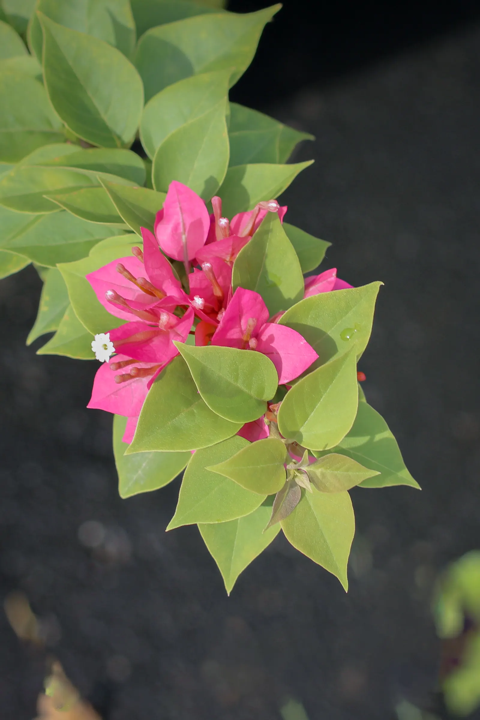 Bougainvillea (Bougainvillea X Buttiana) — though regular watering during dry periods will promote healthier growth and flowering