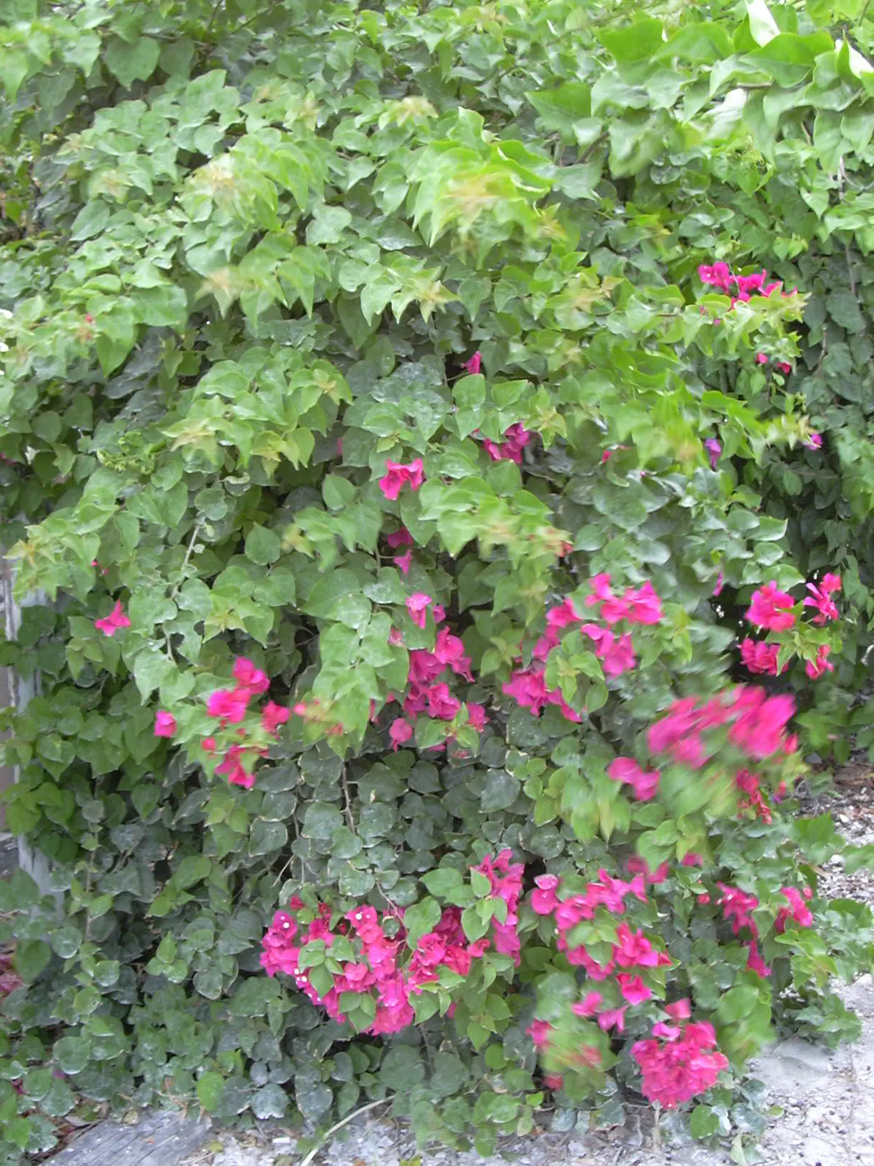 Bougainvillea (Bougainvillea X Buttiana) — These colorful accents range in hues from purple to red; vine with pink blooms