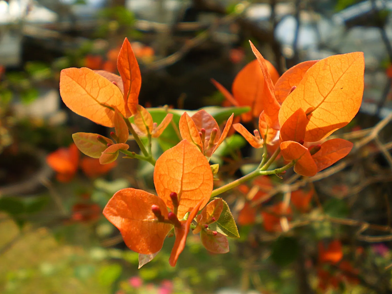 Bougainvillea (Bougainvillea X Buttiana) — pink flowers in the garden; showy bracts often mistaken for flowers, image 93