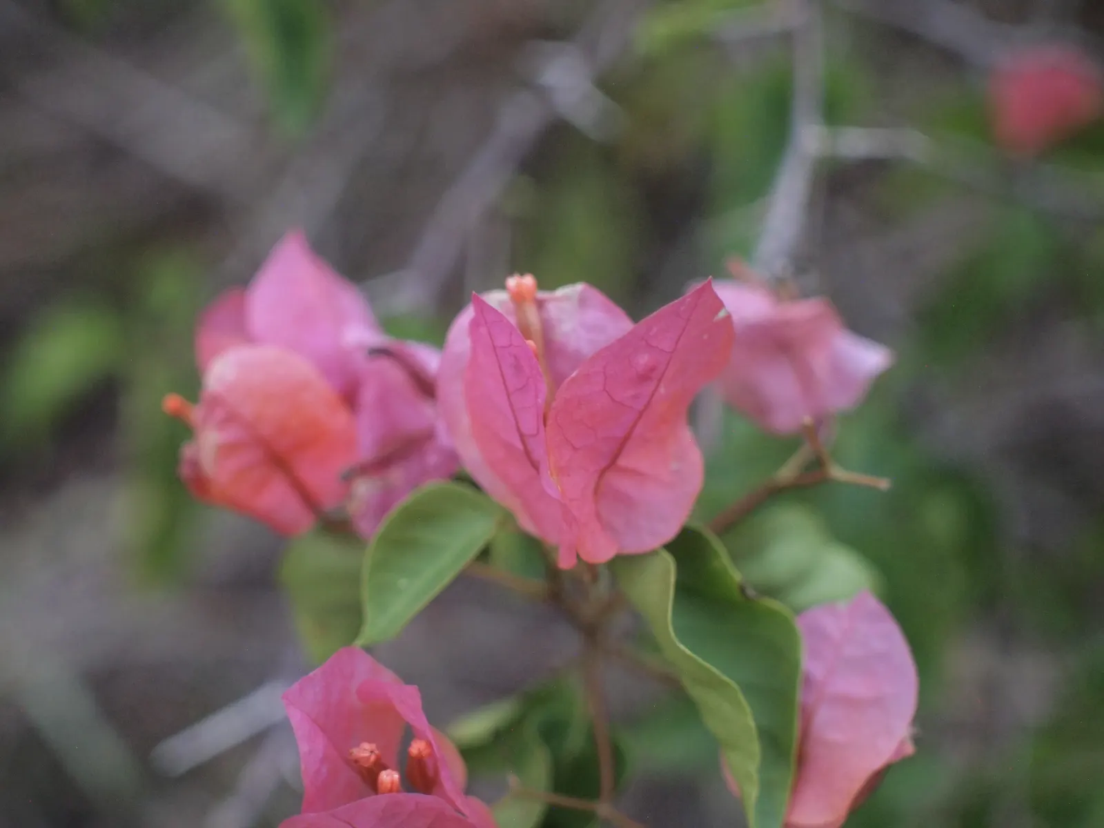 Bougainvillea (Bougainvillea X Buttiana) — showy bracts often mistaken for flowers; the Bougainvillea can reach heights of up to 15 to 40 feet, image 78