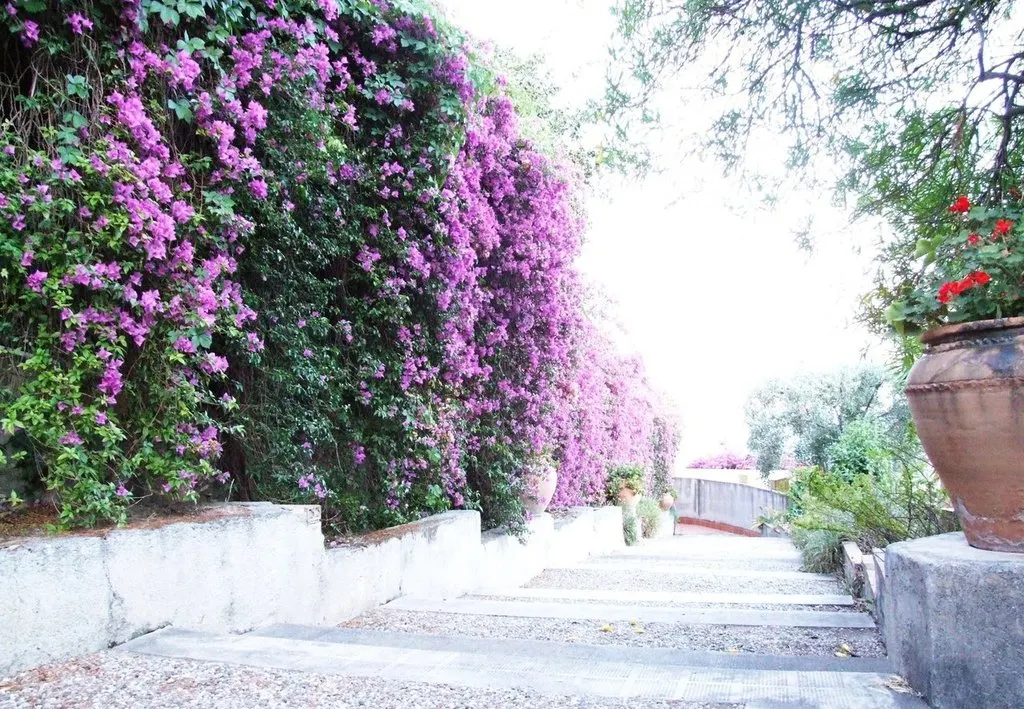 Bougainvillea (Bougainvillea X Buttiana) — pink flowers in the garden; showy bracts often mistaken for flowers, image 74