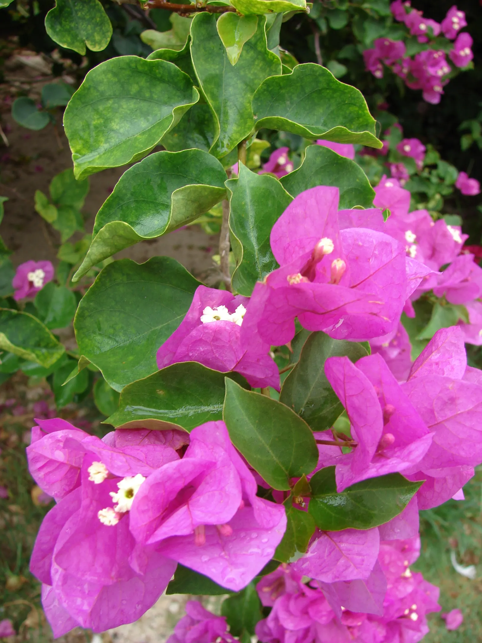 Bougainvillea (Bougainvillea X Buttiana) — vine for full; pruning is essential to maintain desired shape and size, encourage new blooms, and prevent overgrowth