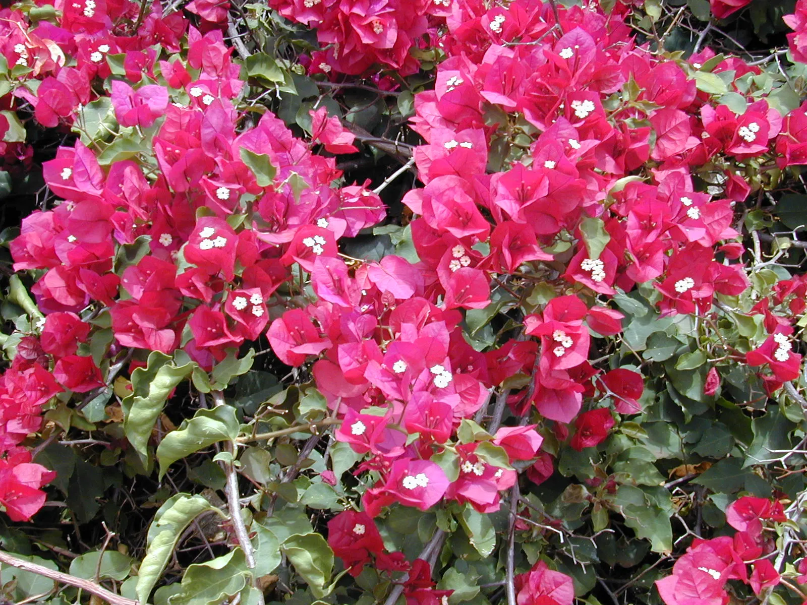 Bougainvillea (Bougainvillea X Buttiana) — commonly referred to as Bougainvillea; stands as a vibrant evergreen vine acclaimed for its profusion of, image 83