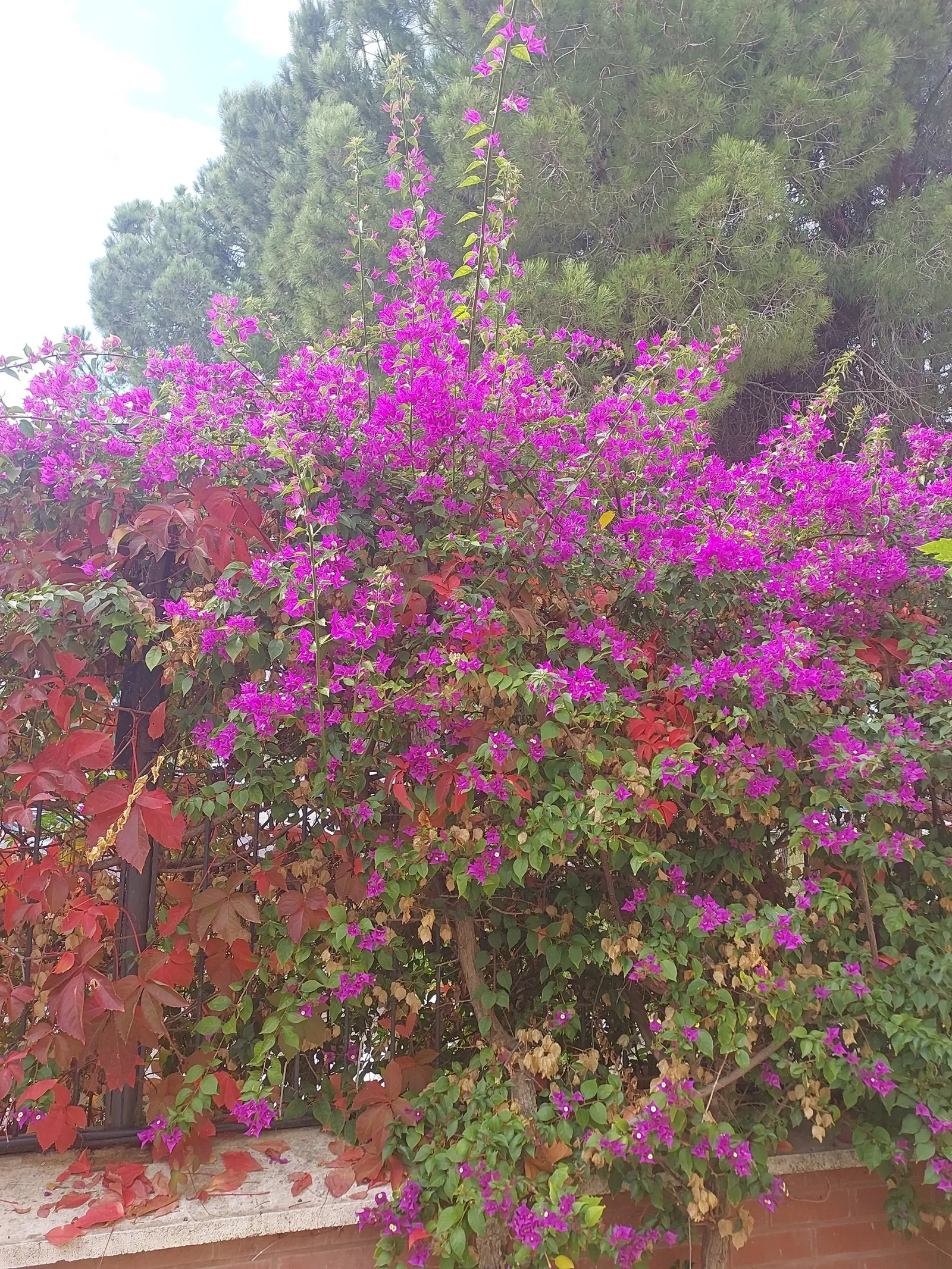 Bougainvillea (Bougainvillea X Buttiana) — though regular watering during dry periods will promote healthier growth and flowering; vine for full, image 52