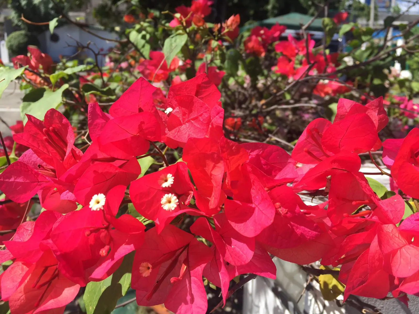 Bougainvillea (Bougainvillea X Buttiana) — enveloping the landscape in a mosaic of rich tones; ideal for trellises, it needs minimal water once, image 80