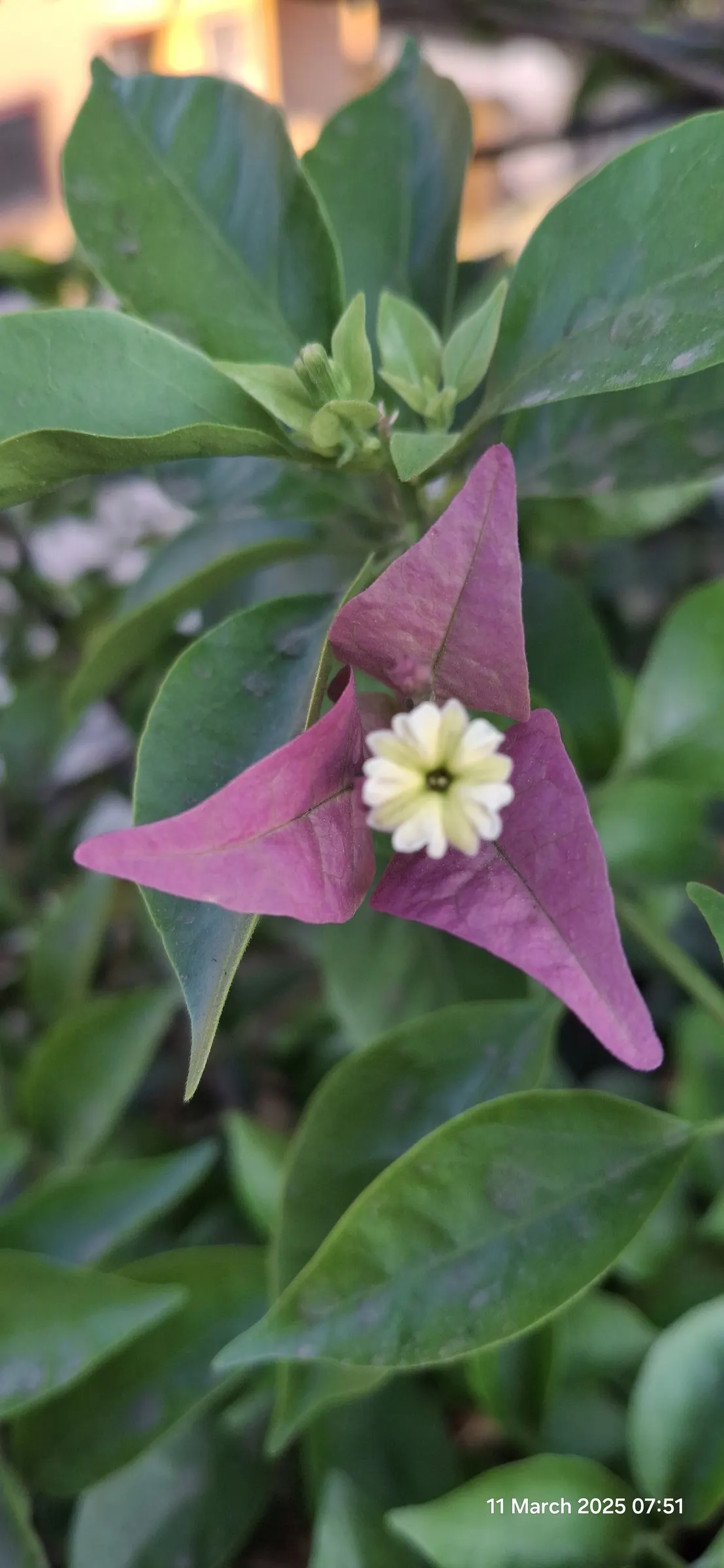 Bougainvillea (Bougainvillea X Buttiana) — Pruning is essential to maintain desired shape and size, encourage new blooms, and prevent overgrowth, image 73