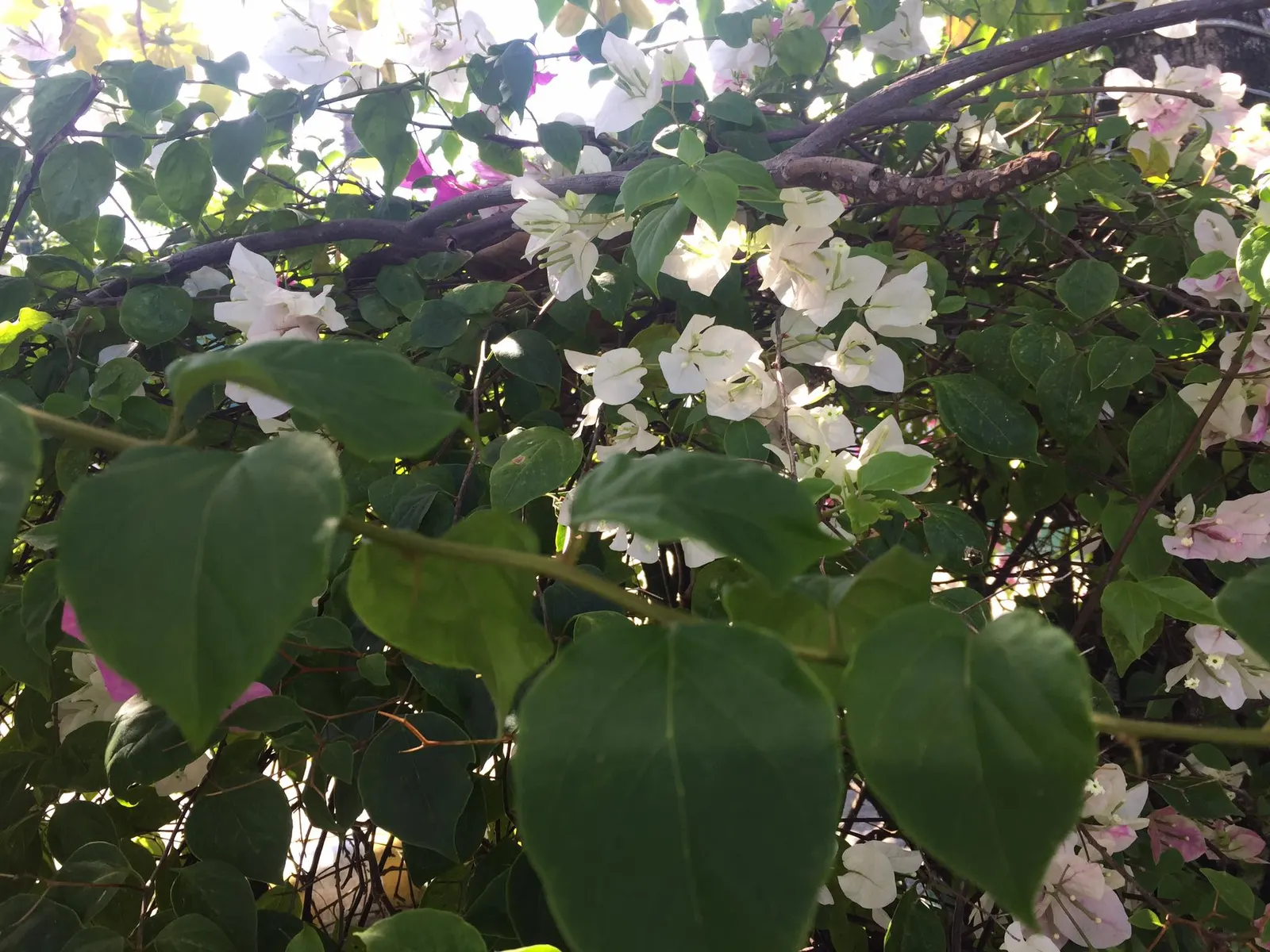 Bougainvillea (Bougainvillea X Buttiana) — stands as a vibrant evergreen vine acclaimed for its profusion of colorful bracts and hardy growth, image 84
