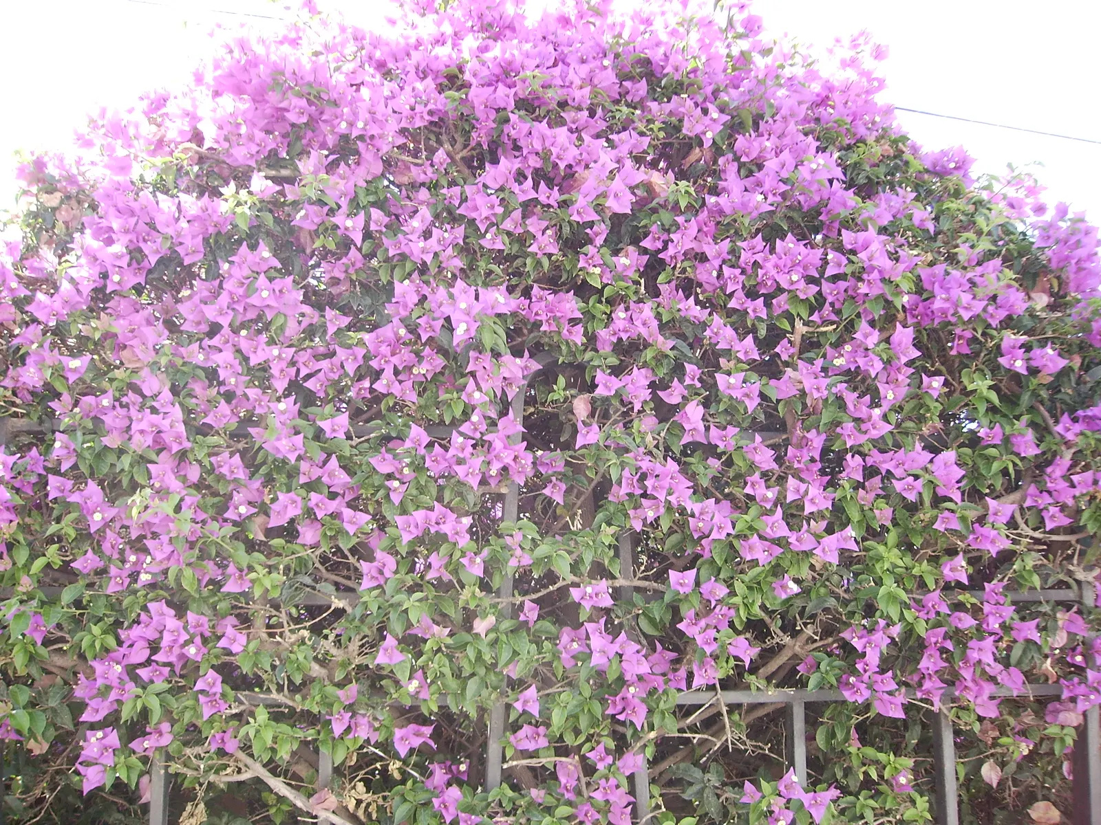 Bougainvillea (Bougainvillea X Buttiana) — When planting, maintain a spacing of 3 to 5 feet to allow for adequate air circulation and growth, image 53