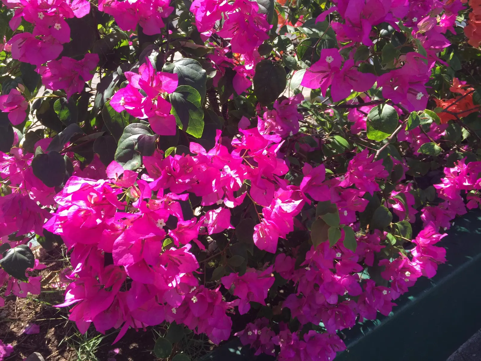 Bougainvillea (Bougainvillea X Buttiana) — though regular watering during dry periods will promote healthier growth and flowering; vine for full, image 90