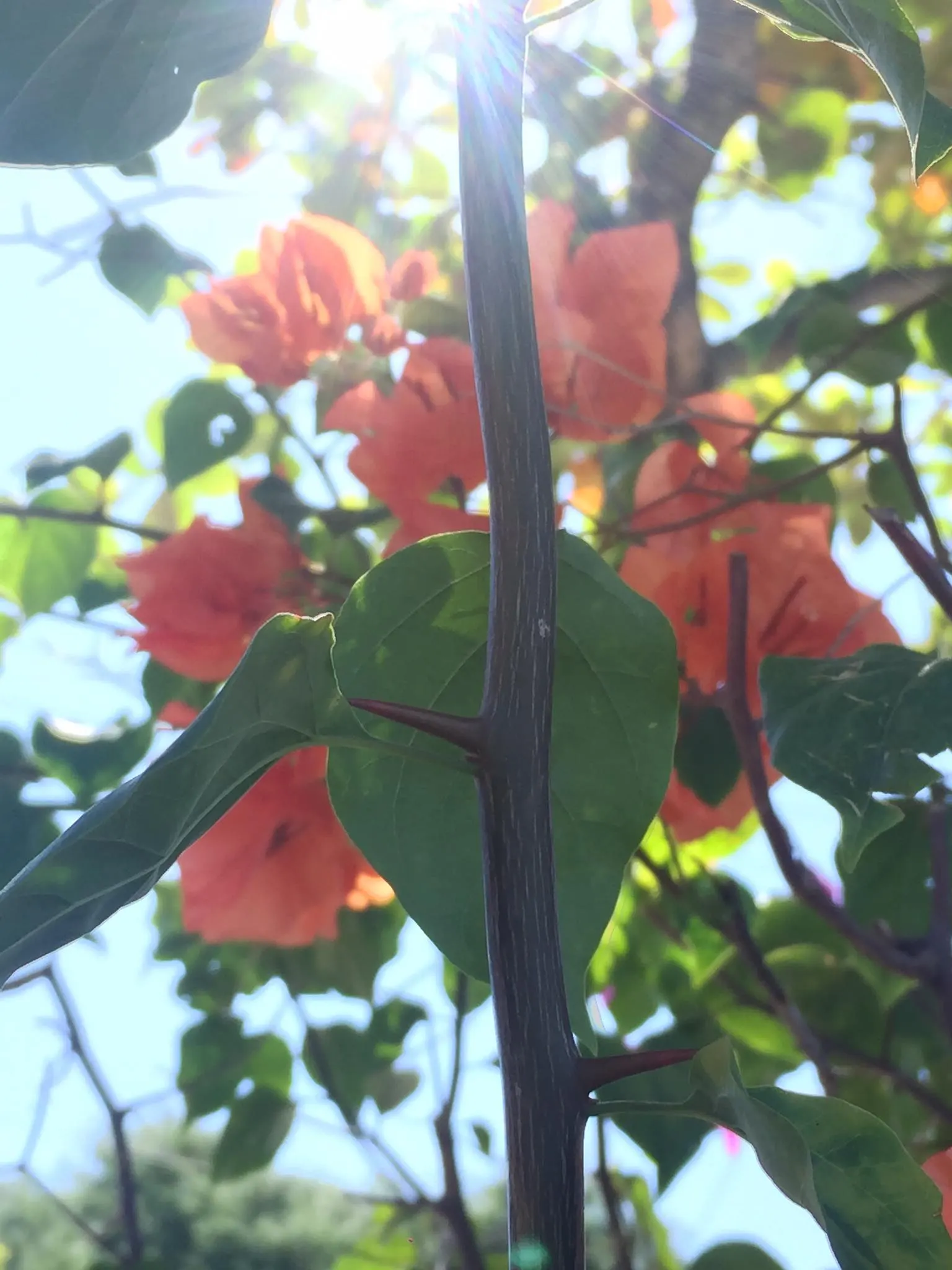Bougainvillea (Bougainvillea X Buttiana) — stands as a vibrant evergreen vine acclaimed for its profusion of colorful bracts and hardy growth habit; when