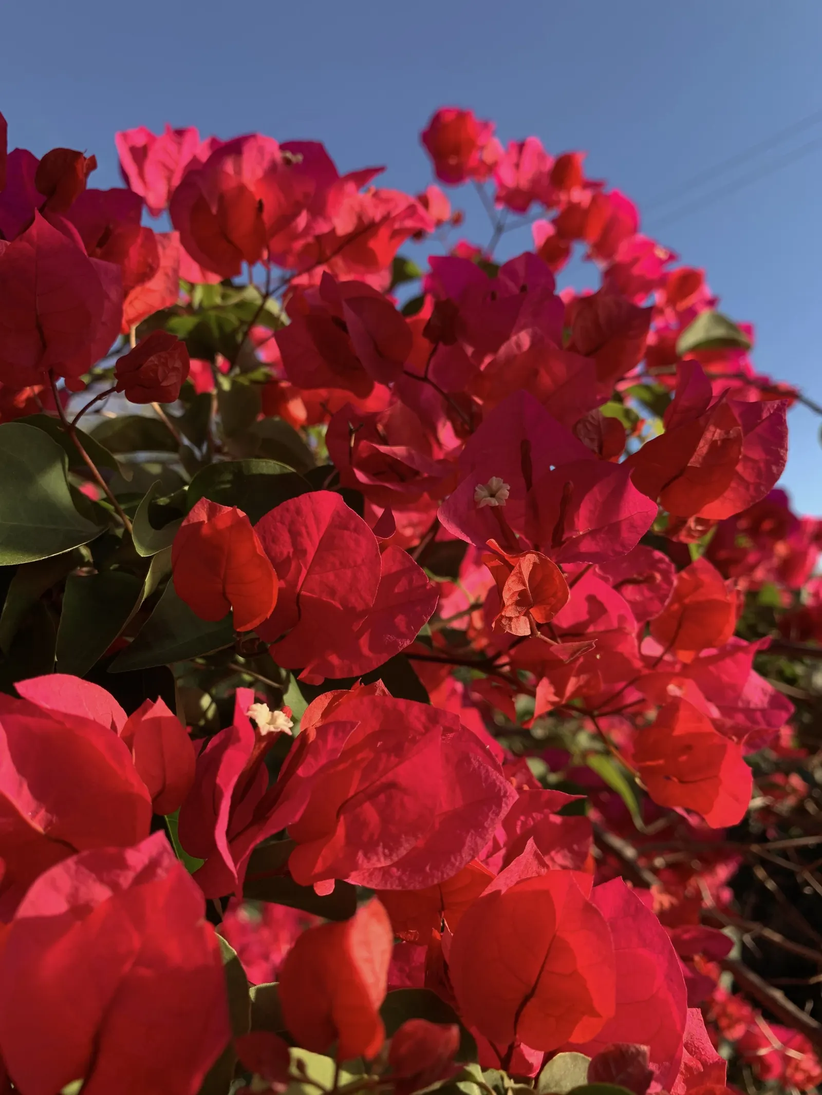 Bougainvillea (Bougainvillea X Buttiana) — When planting, maintain a spacing of 3 to 5 feet to allow for adequate air circulation and growth, image 34