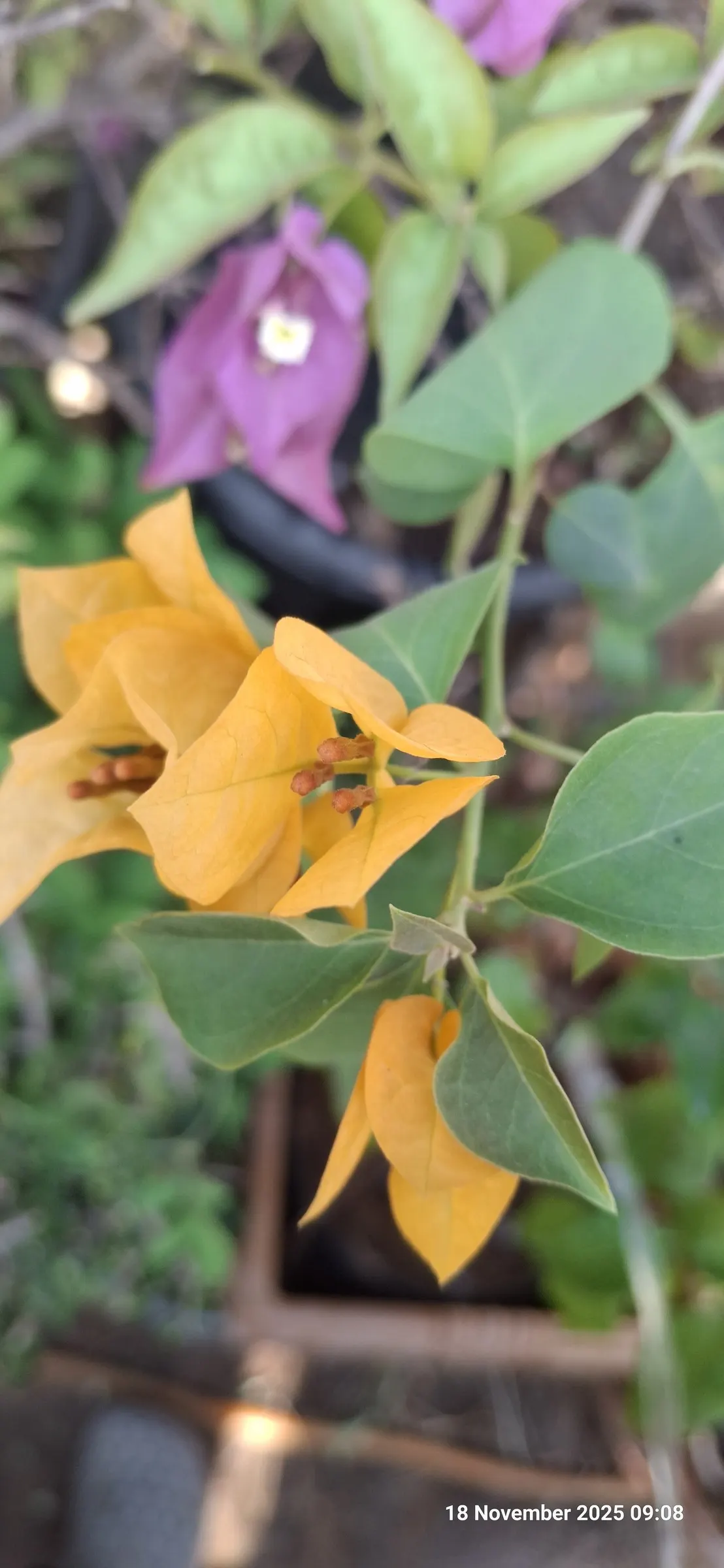 Bougainvillea (Bougainvillea X Buttiana) — stands as a vibrant evergreen vine acclaimed for its profusion of colorful bracts and hardy growth, image 65
