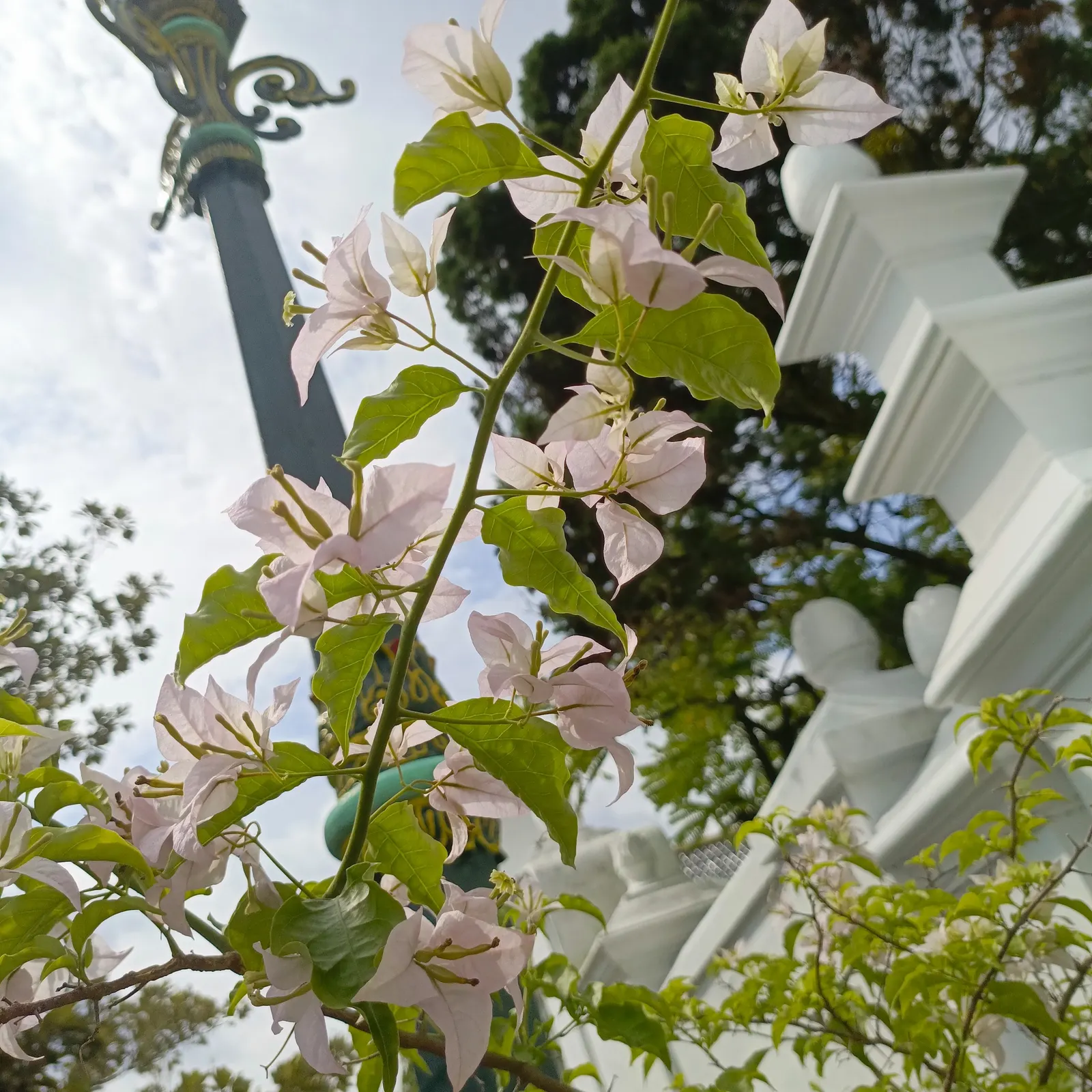 Bougainvillea (Bougainvillea X Buttiana) — commonly referred to as Bougainvillea; stands as a vibrant evergreen vine acclaimed for its profusion of, image 102