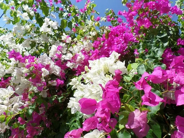 Bougainvillea (Bougainvillea X Buttiana) — When planting, maintain a spacing of 3 to 5 feet to allow for adequate air circulation and growth, image 72