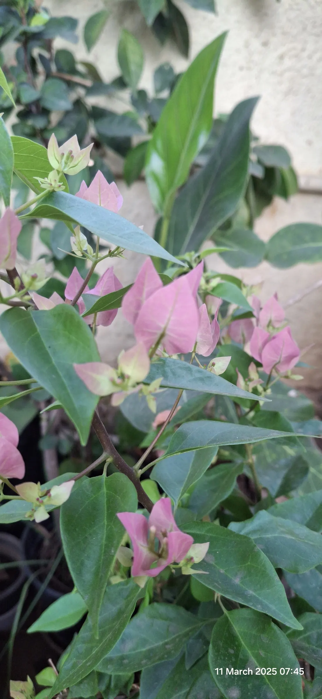Bougainvillea (Bougainvillea X Buttiana) — These colorful accents range in hues from purple to red; vine with pink blooms, image 79