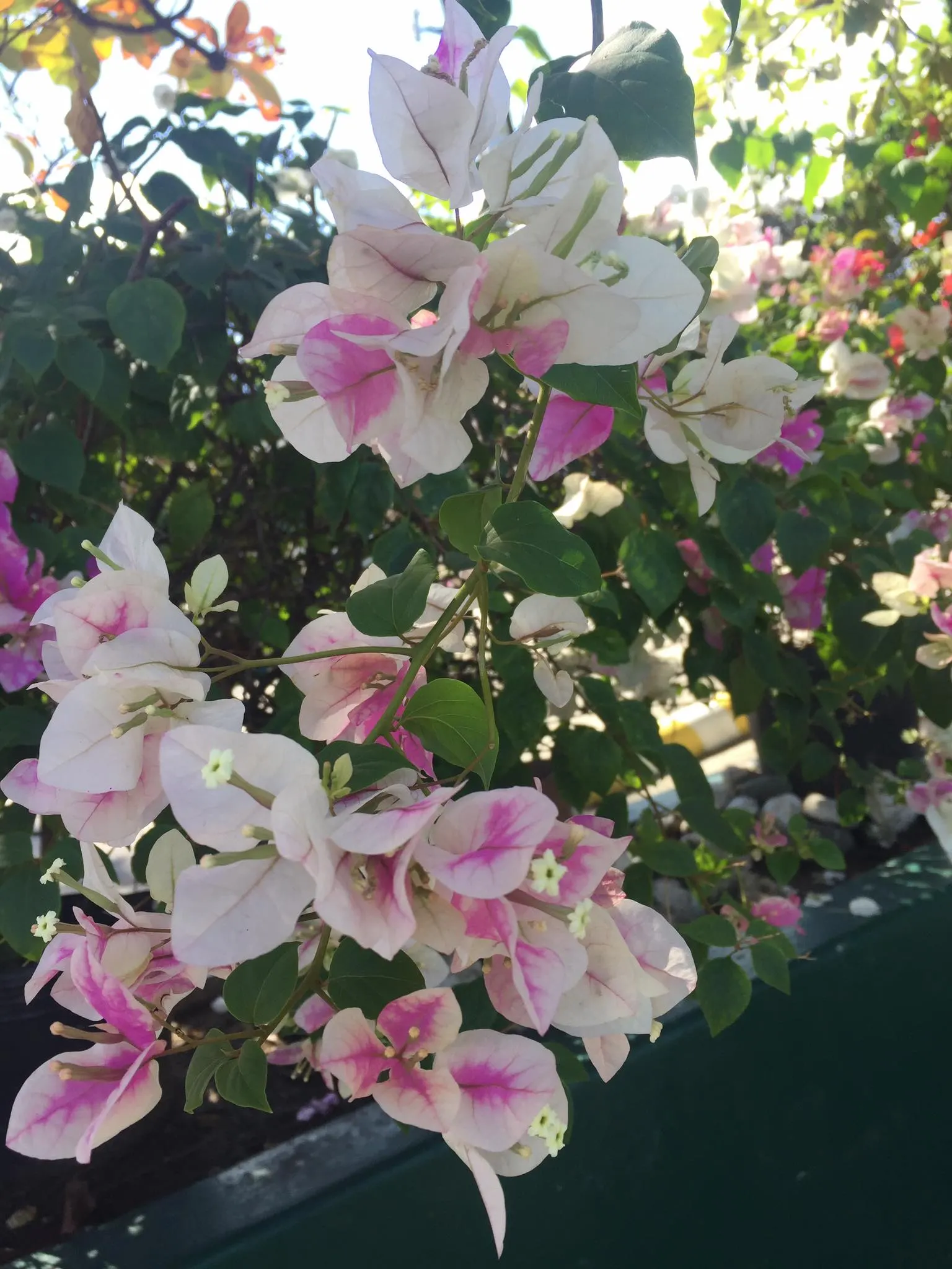 Bougainvillea (Bougainvillea X Buttiana) — sun-loving vine known for its prolific; enveloping the landscape in a mosaic of rich tones, image 96