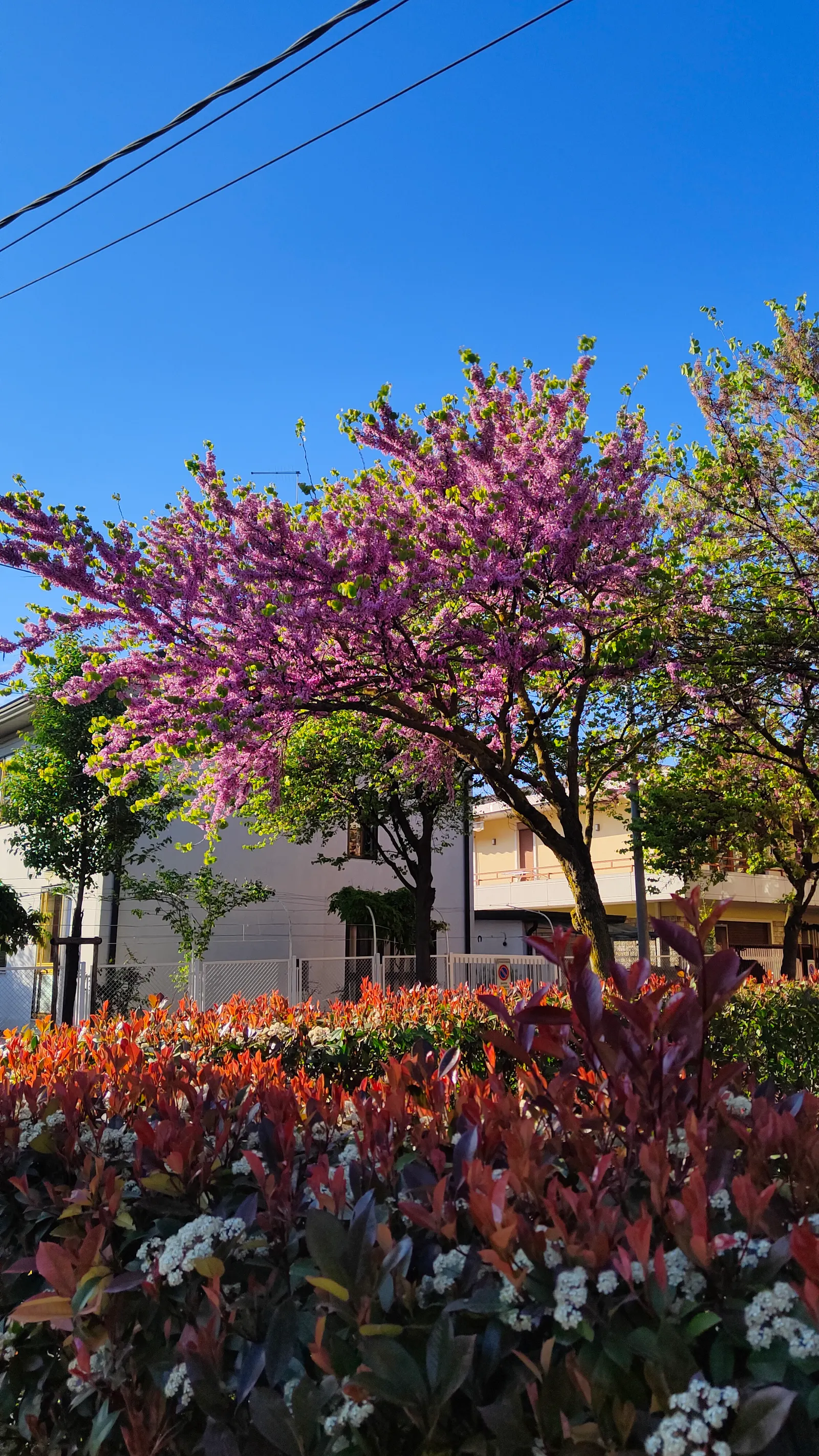 Bougainvillea (Bougainvillea X Buttiana) — When planting, maintain a spacing of 3 to 5 feet to allow for adequate air circulation and growth potential