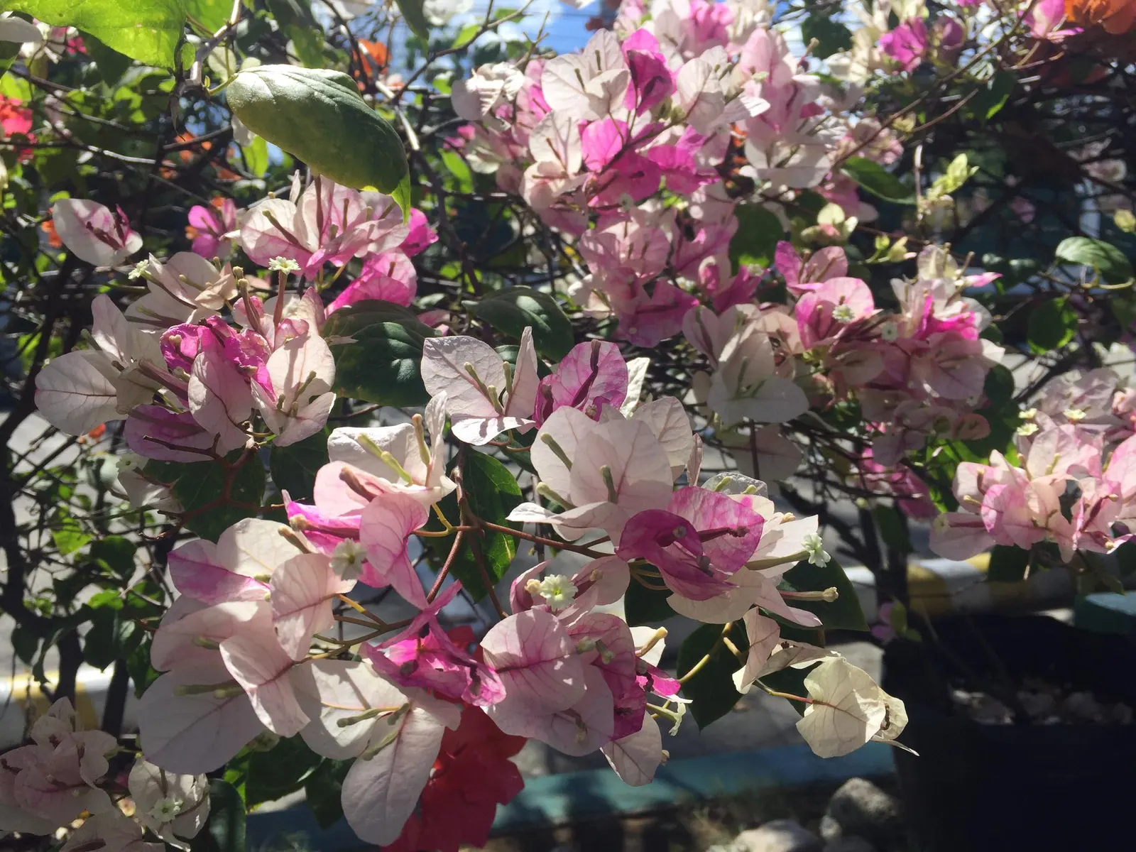 Bougainvillea (Bougainvillea X Buttiana) — making it an excellent choice for any warm-climate landscape design
