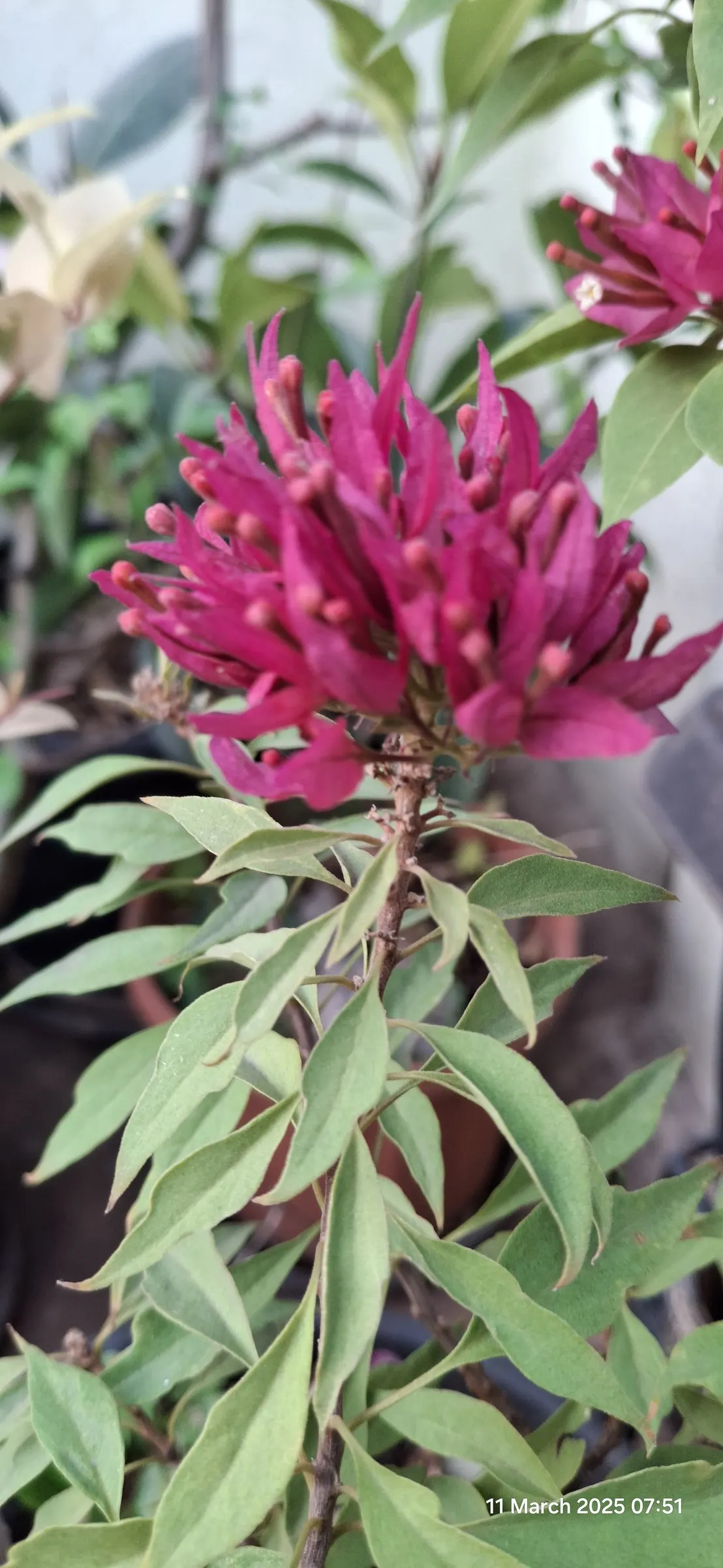 Bougainvillea (Bougainvillea X Buttiana) — Characterized by its vigorous, image 105