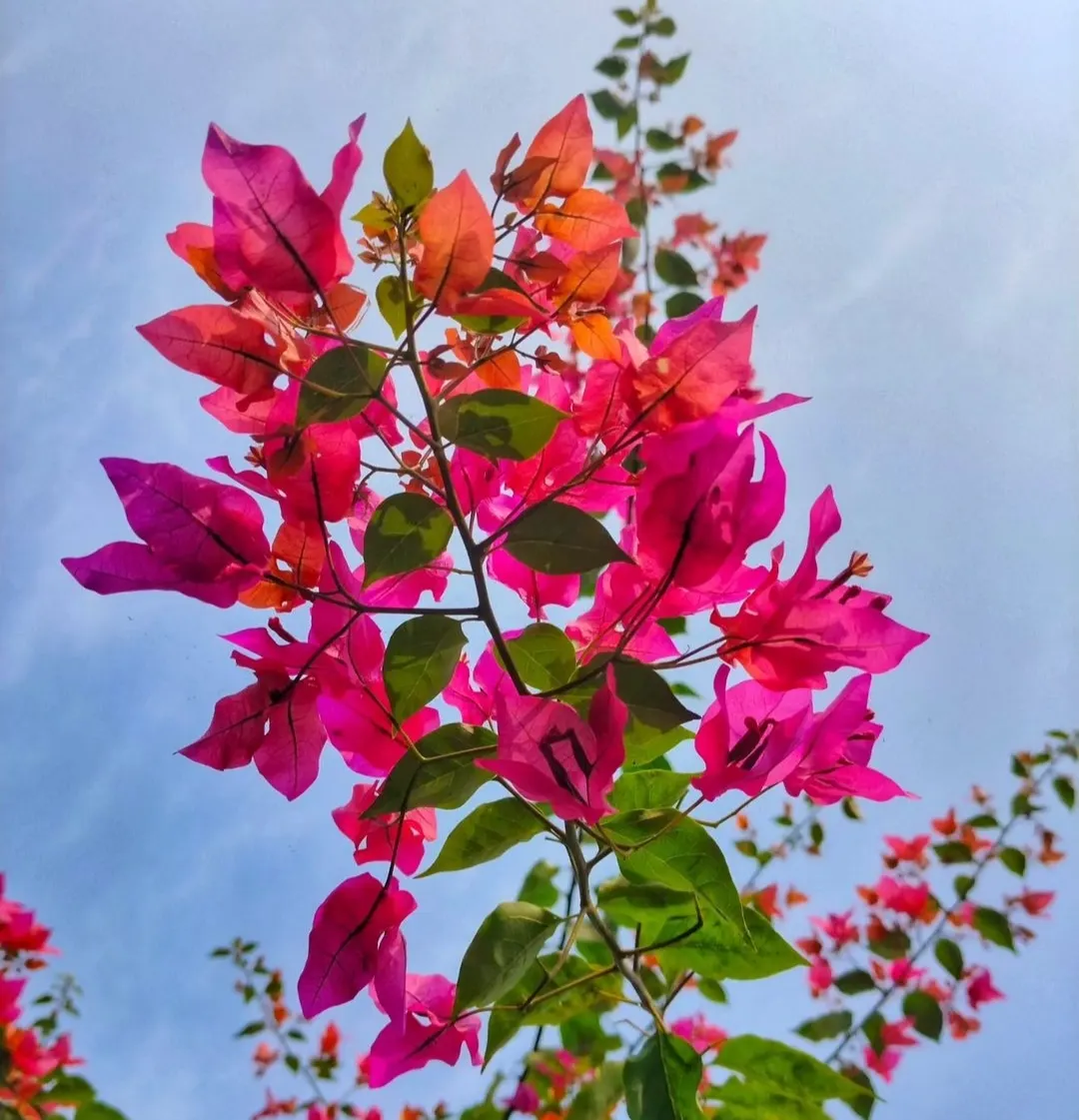 Bougainvillea (Bougainvillea X Buttiana) — the Bougainvillea can reach heights of up to 15 to 40 feet; pink flowers in the garden, image 87